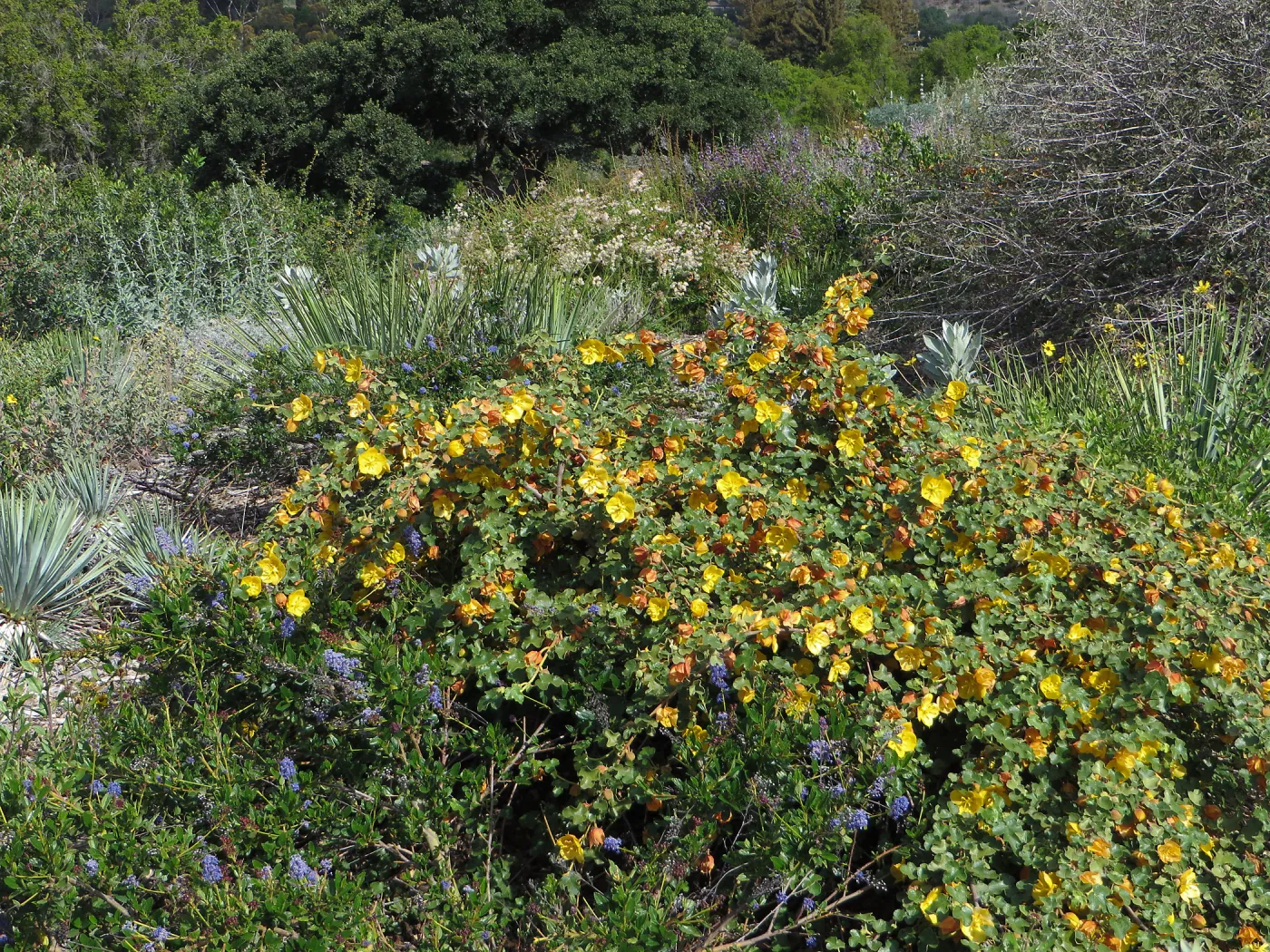 SBBG, Porter Trail, Fremontodendron â€˜Daras Gold'