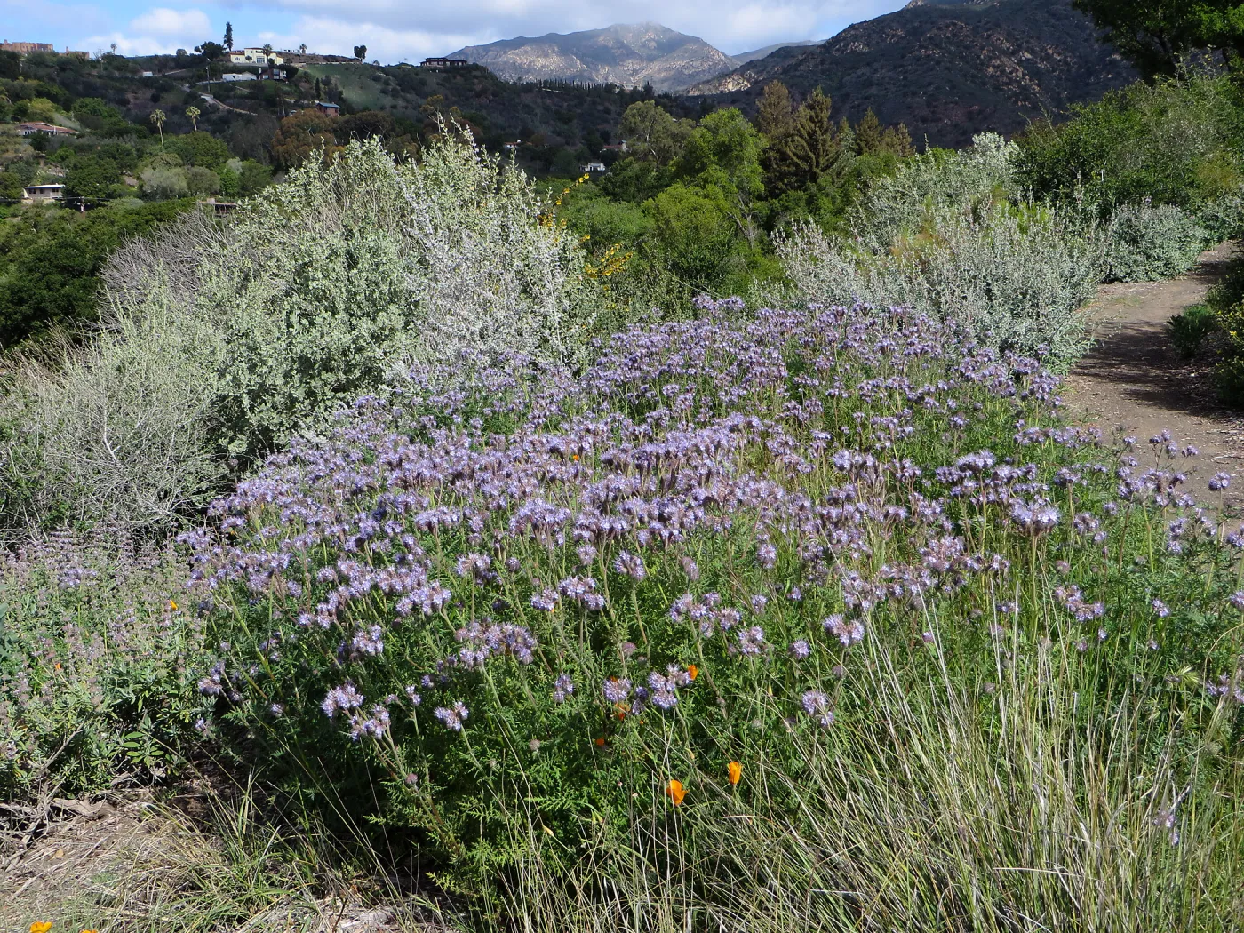 SBBG, Porter Trail, Phaecelia