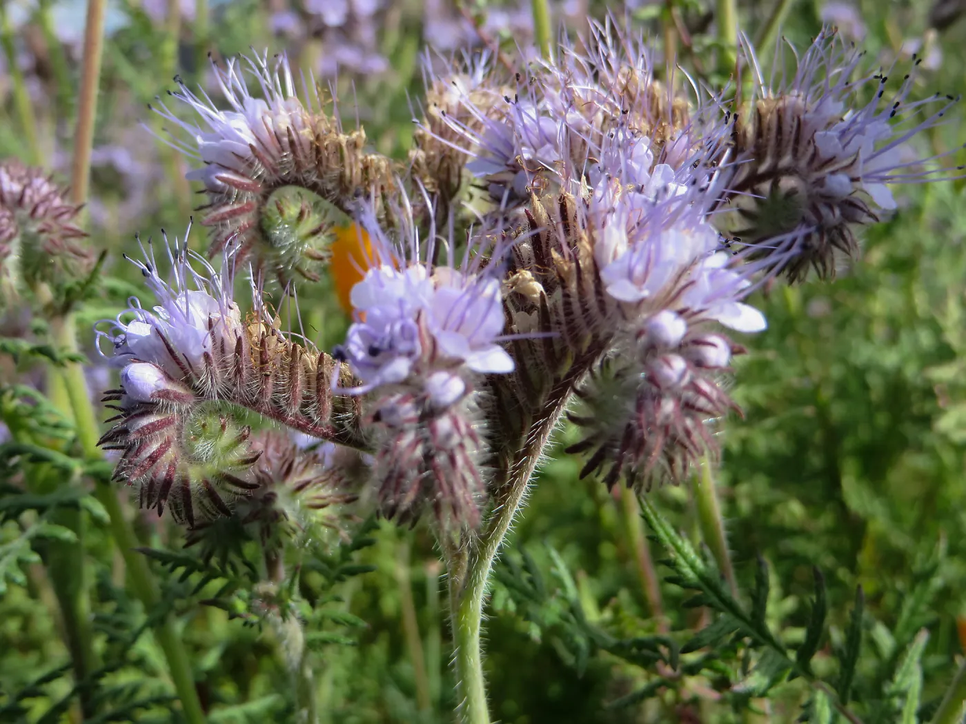 SBBG, Porter Trail, Phacelia