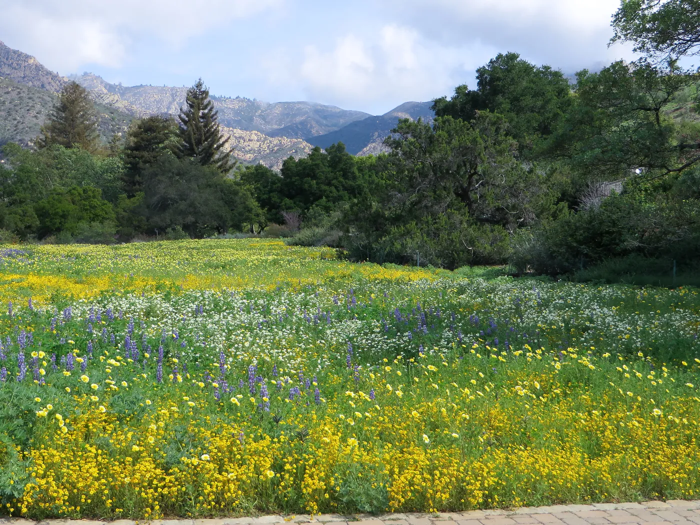 SBBG, Meadow, Gold Fields, Succulent Lupine, Tidy Tips