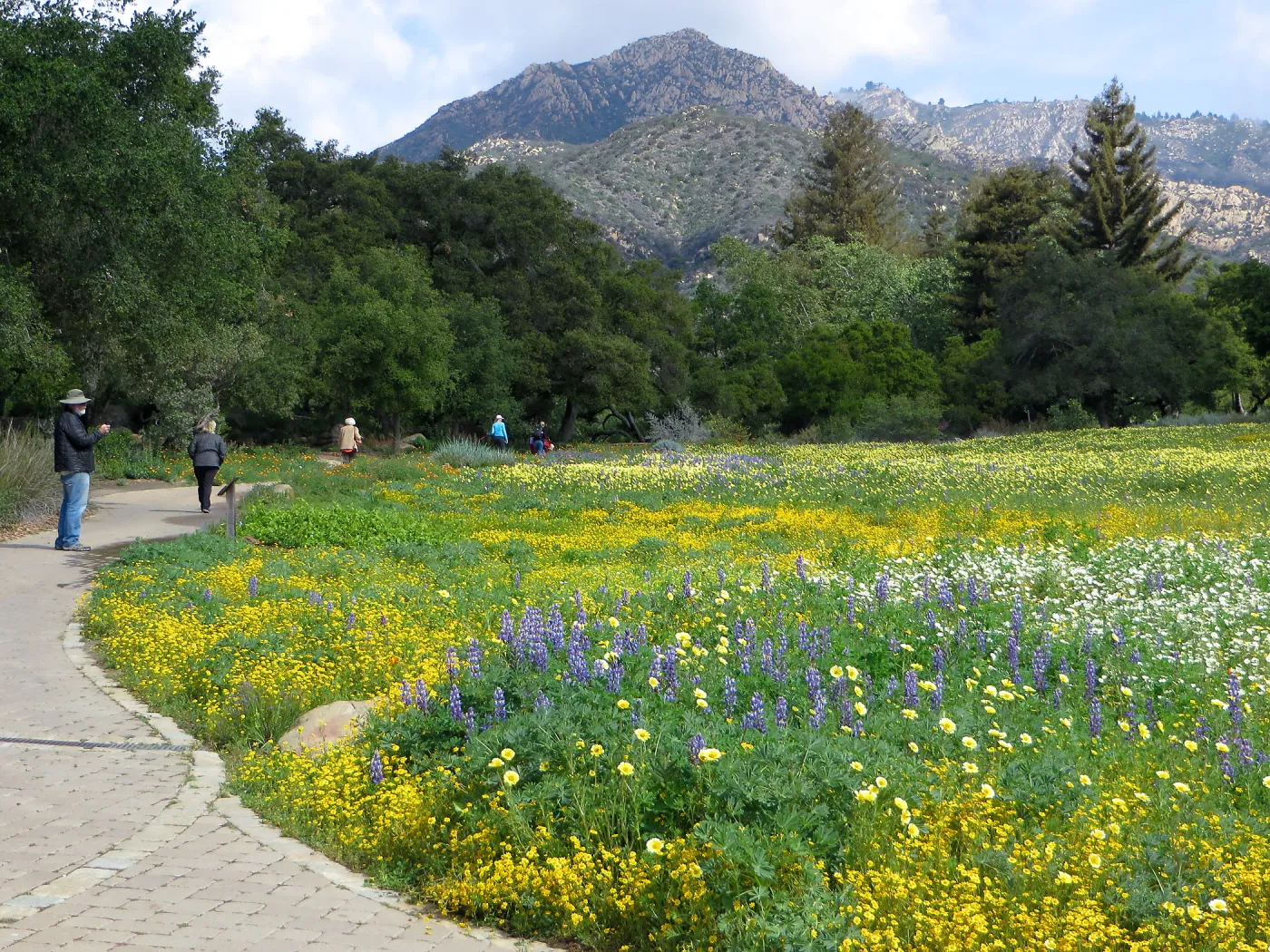 SBBG, Meadow, Gold Fields, Succulent Lupine, Tidy Tips
