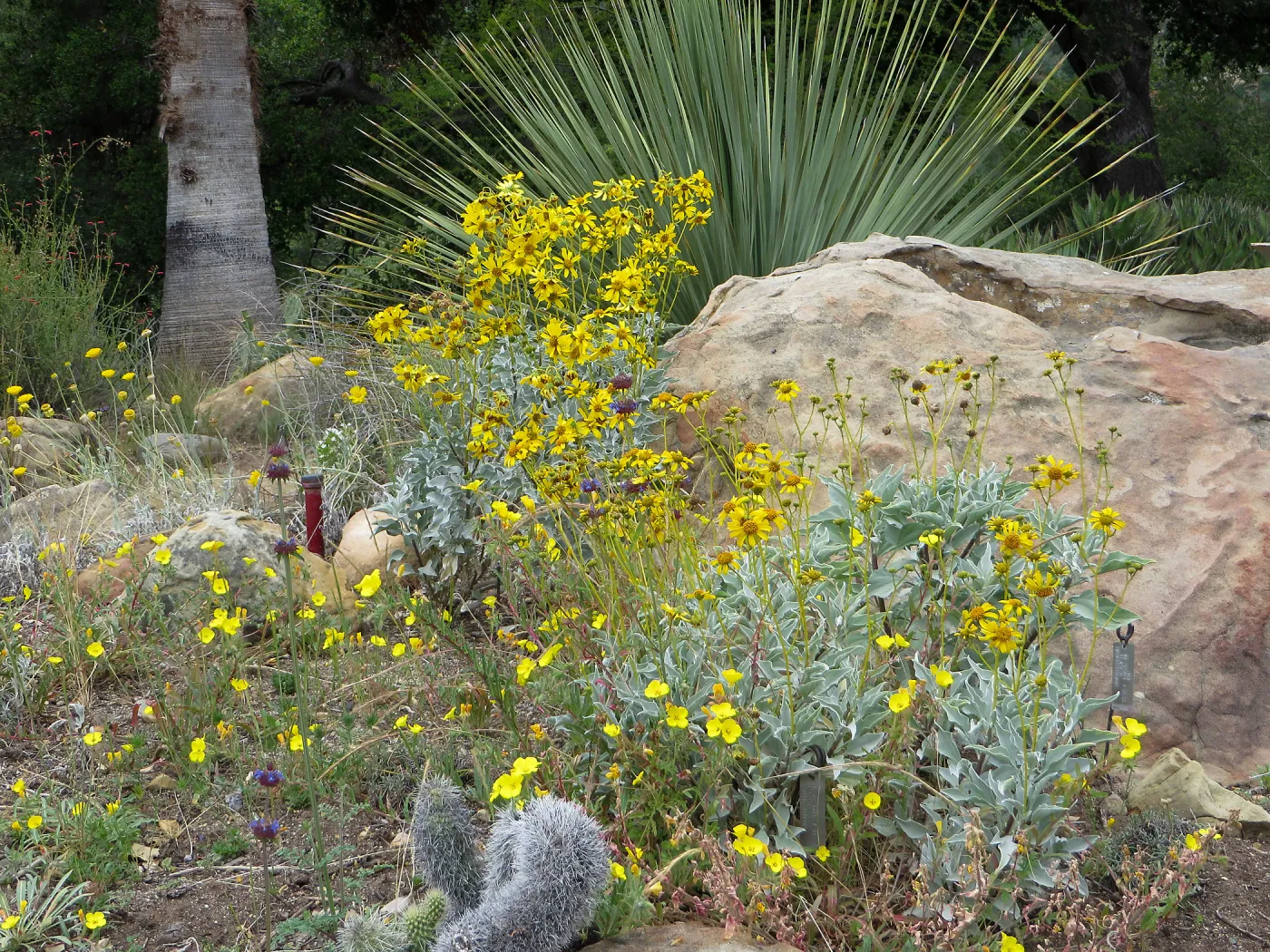 SBBG Desert Section