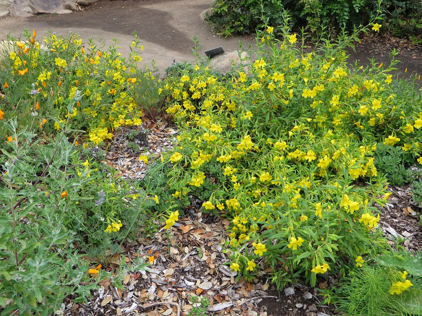 SBBG, Ground Cover display, Mimulus â€˜Jelly Bean Yellow', Poppies