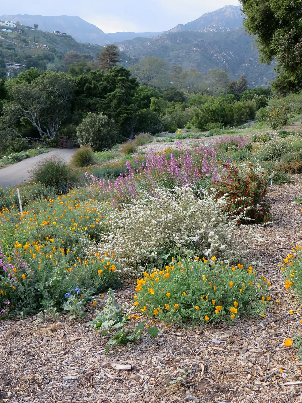 Plant Intro Program trial bed along Southwest Trail