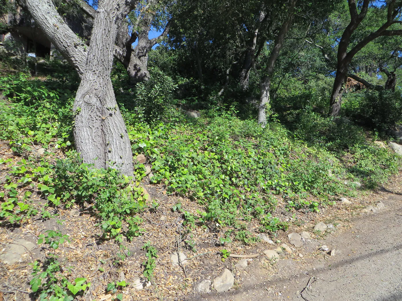SBBG Sewer work, Mission Cyn Rd