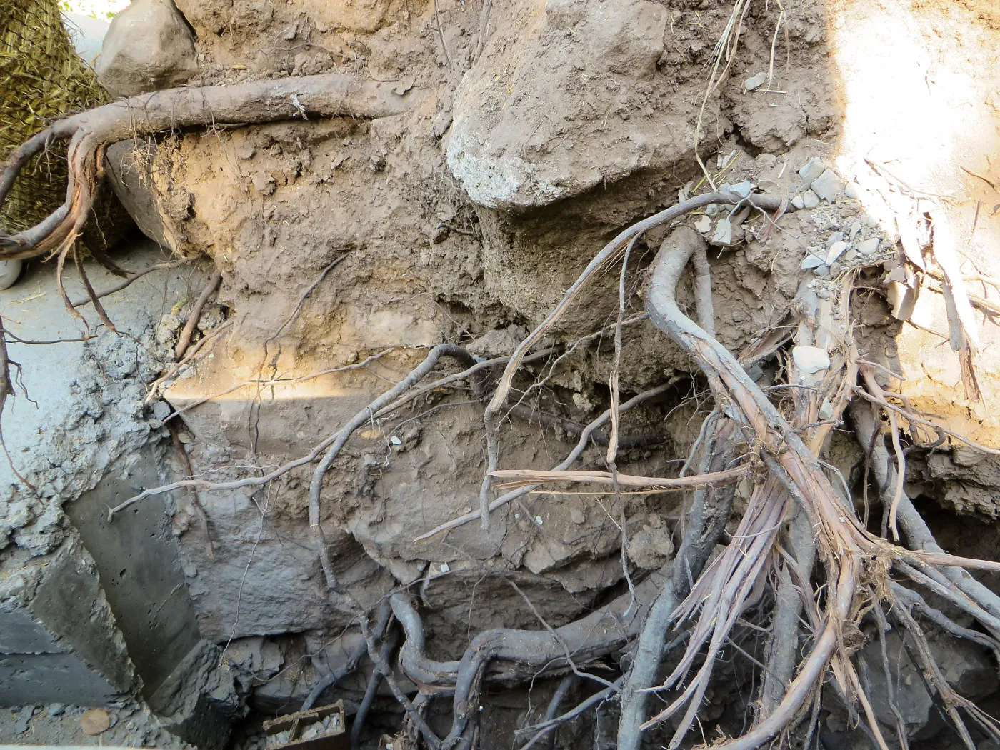 SBBG Sewer work, Mission Cyn Rd