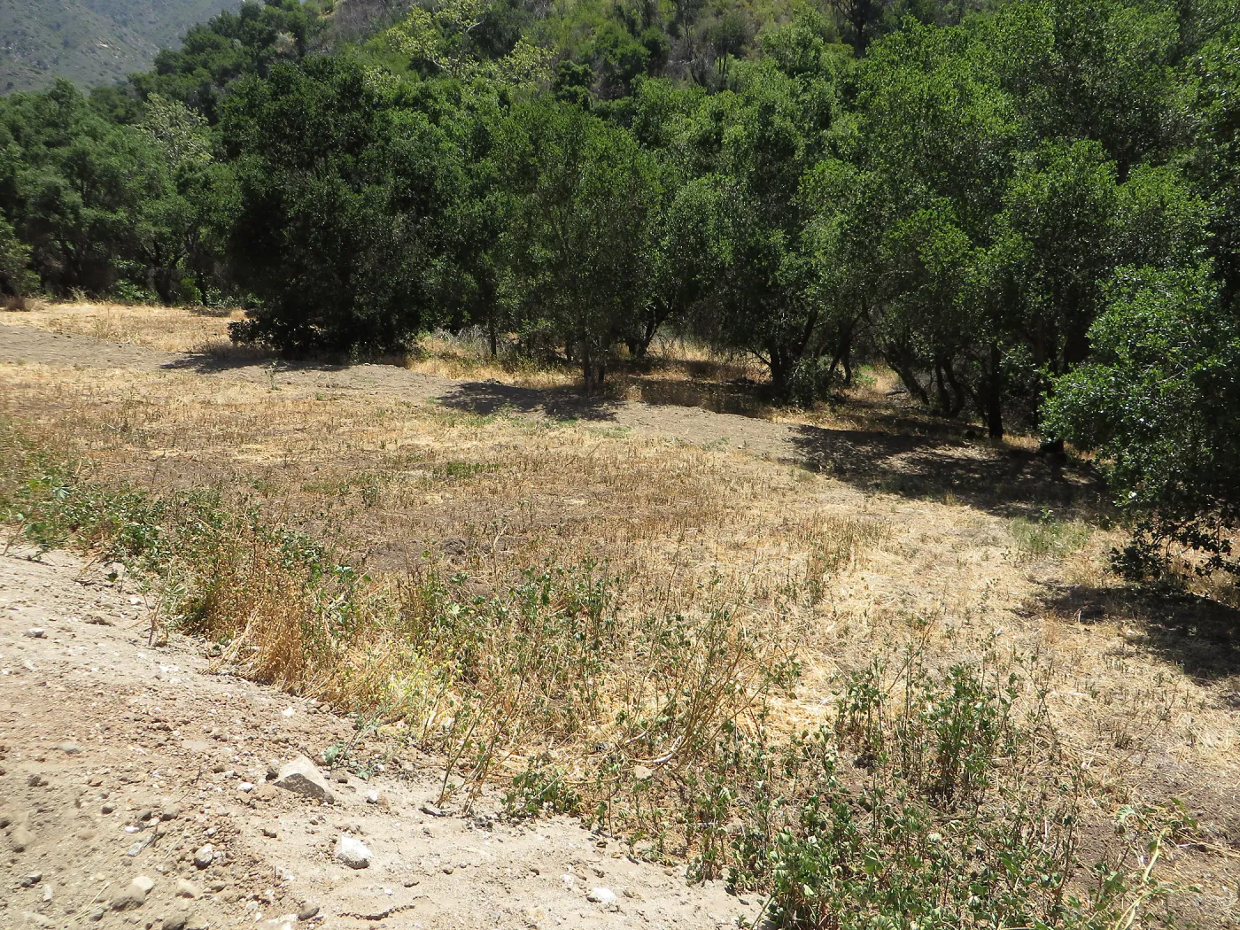 Excess soil deposited on east slope trail