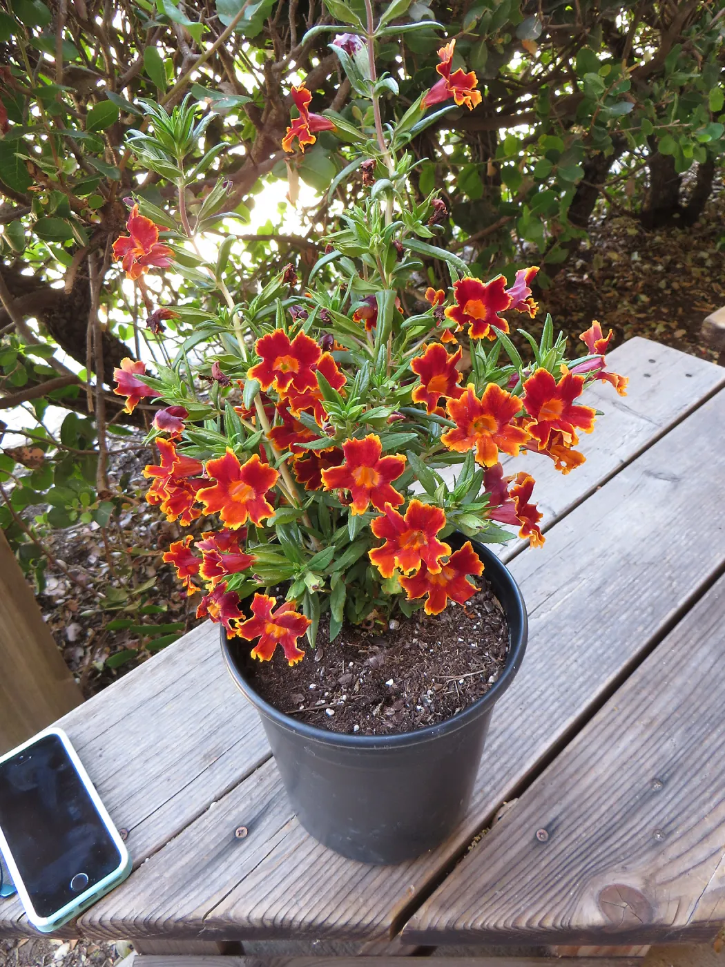 Mimulus Jelly Bean Lava