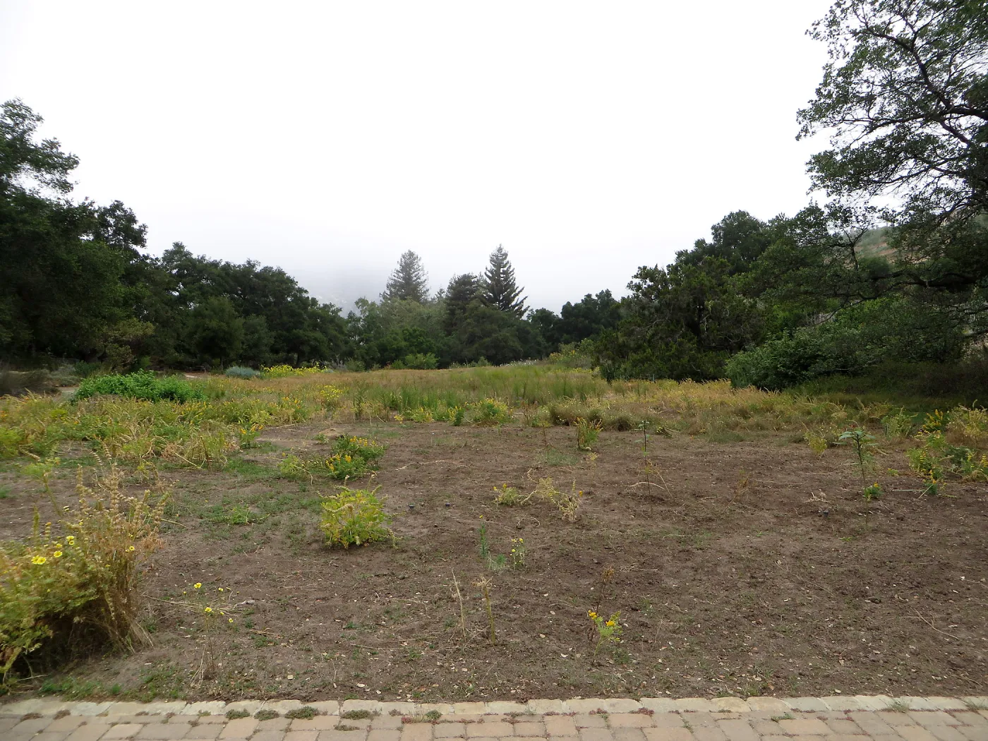 SBBG Meadow revival project