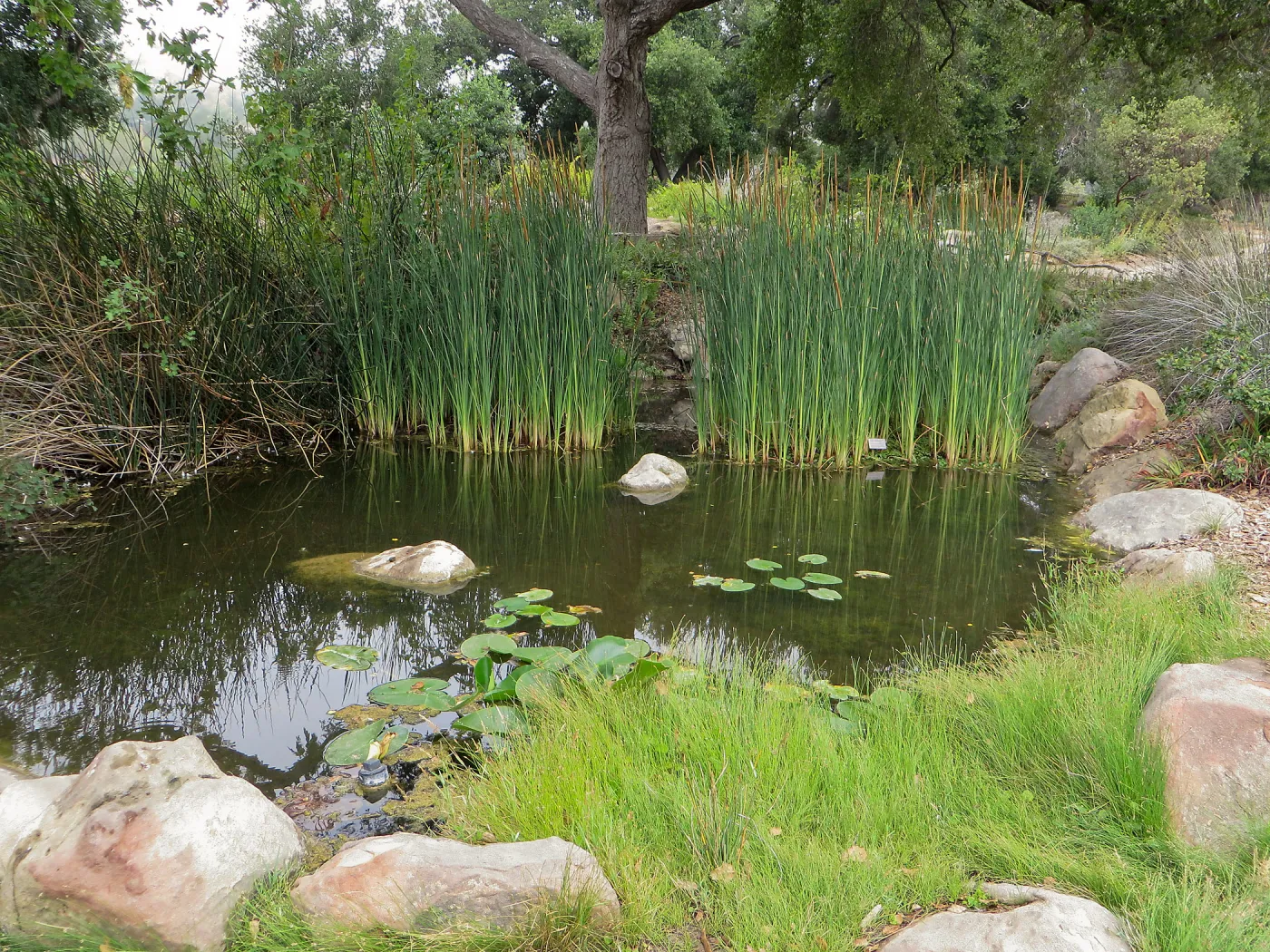 SBBG Pond with Cat Tails and Lily Pads
