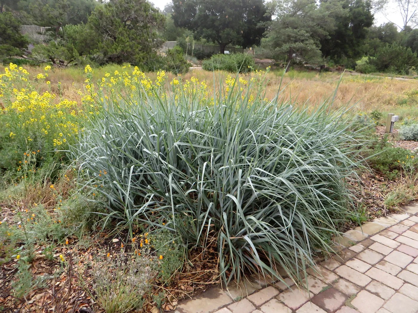 SBBG Leymus Canyon Prince