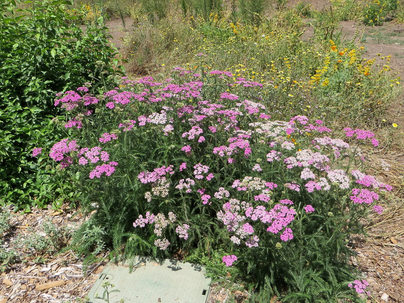 Achillea Island Pink