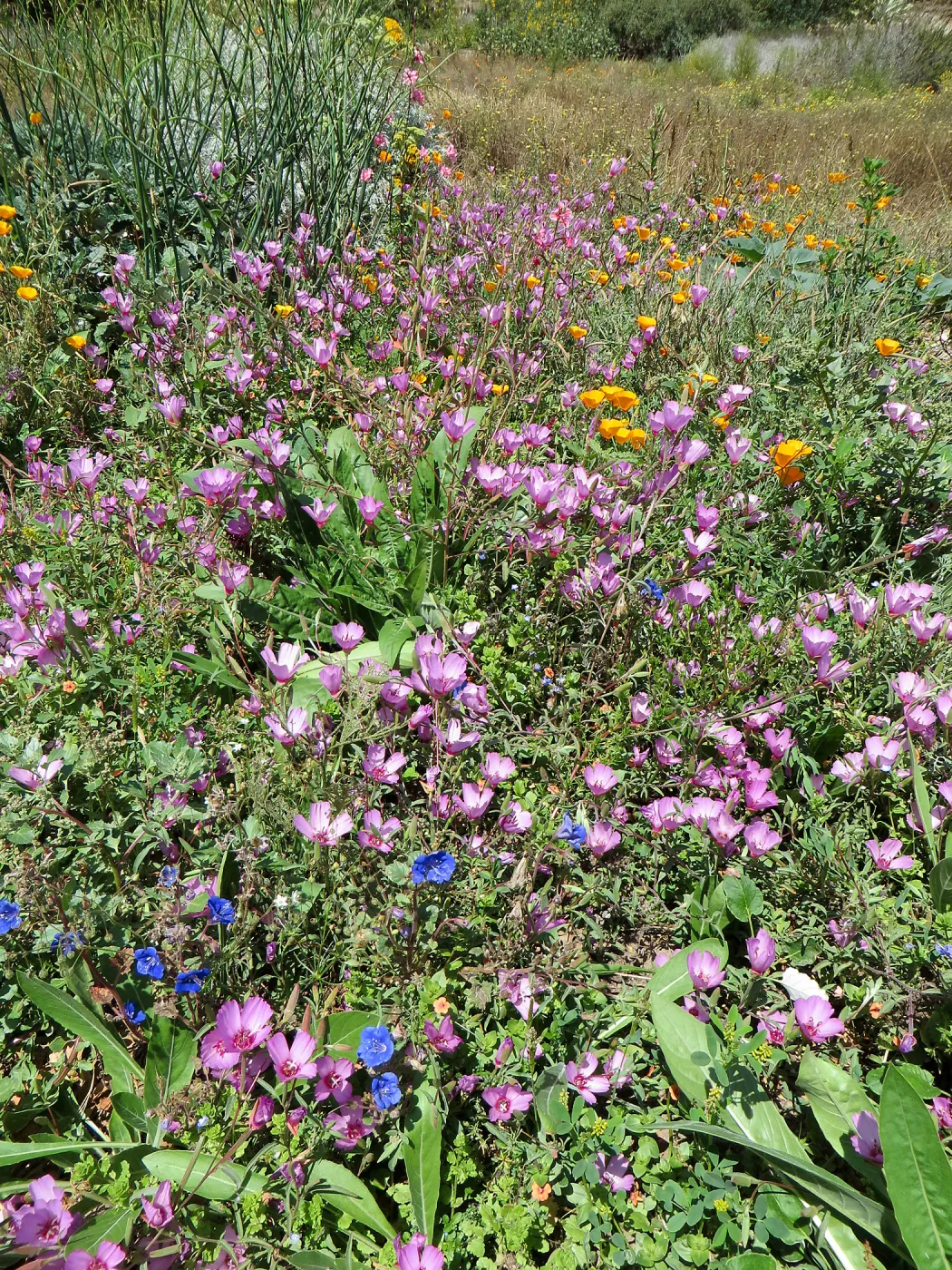 Clarkia amoena (Farewe;;-to-Spring) , Phacelia campanularia, Eschscholzia californica