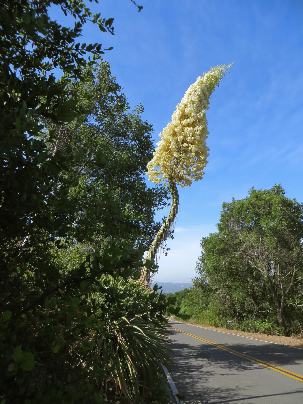 Yucca whipplei blossom, Mission Canyon Rd