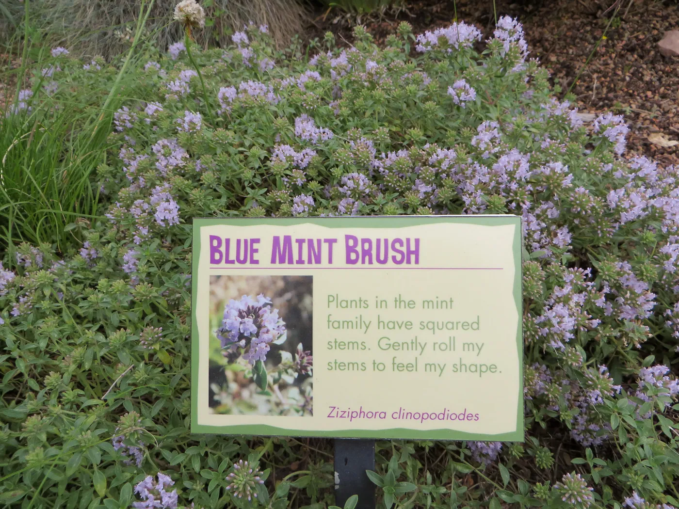 Denver Botanic Garden, APGA meeting. Ziziphora clinopodiodes, Blue Mint Brush