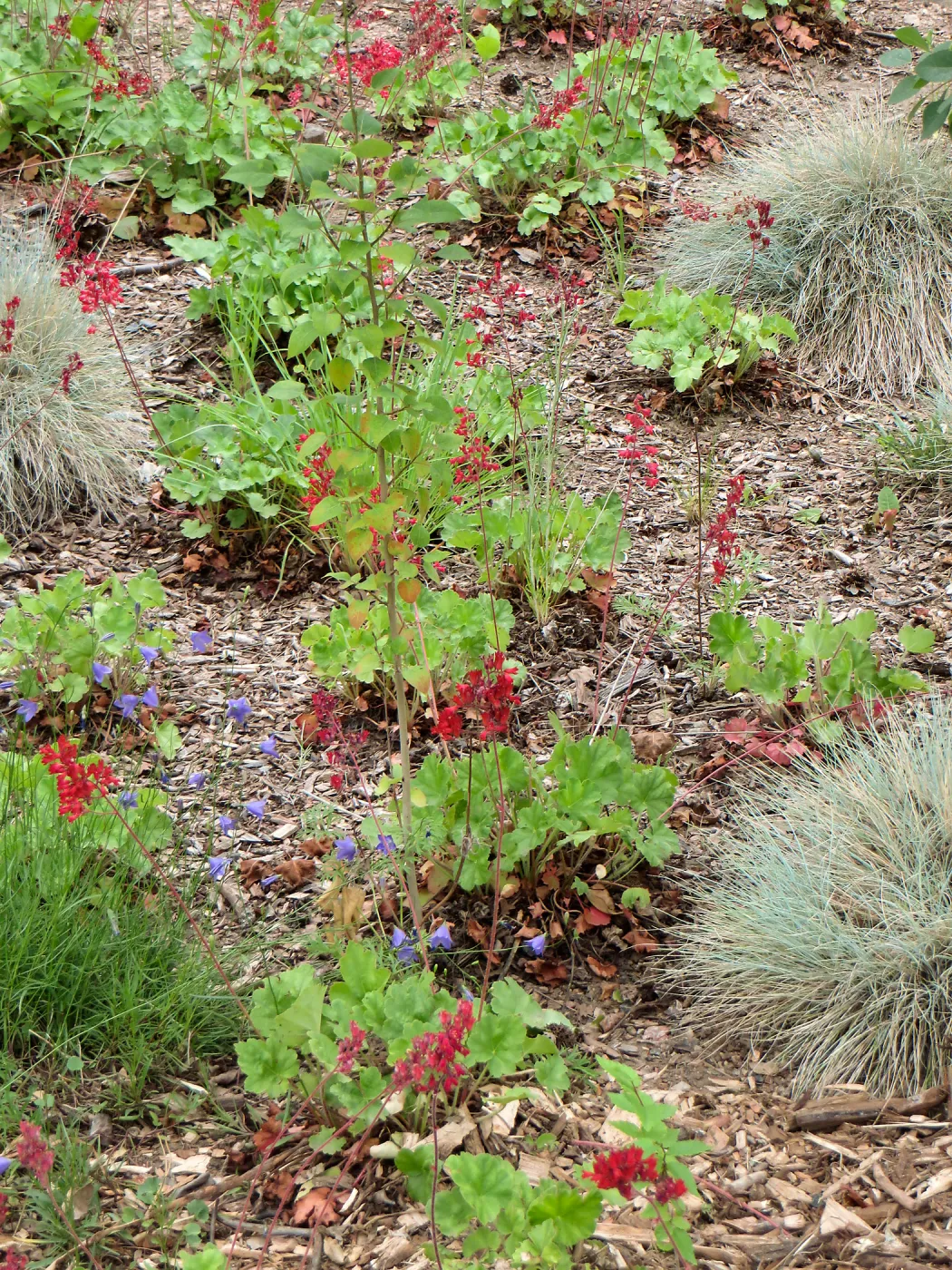 Denver Botanic Garden, APGA meeting, Heuchera and Campanula