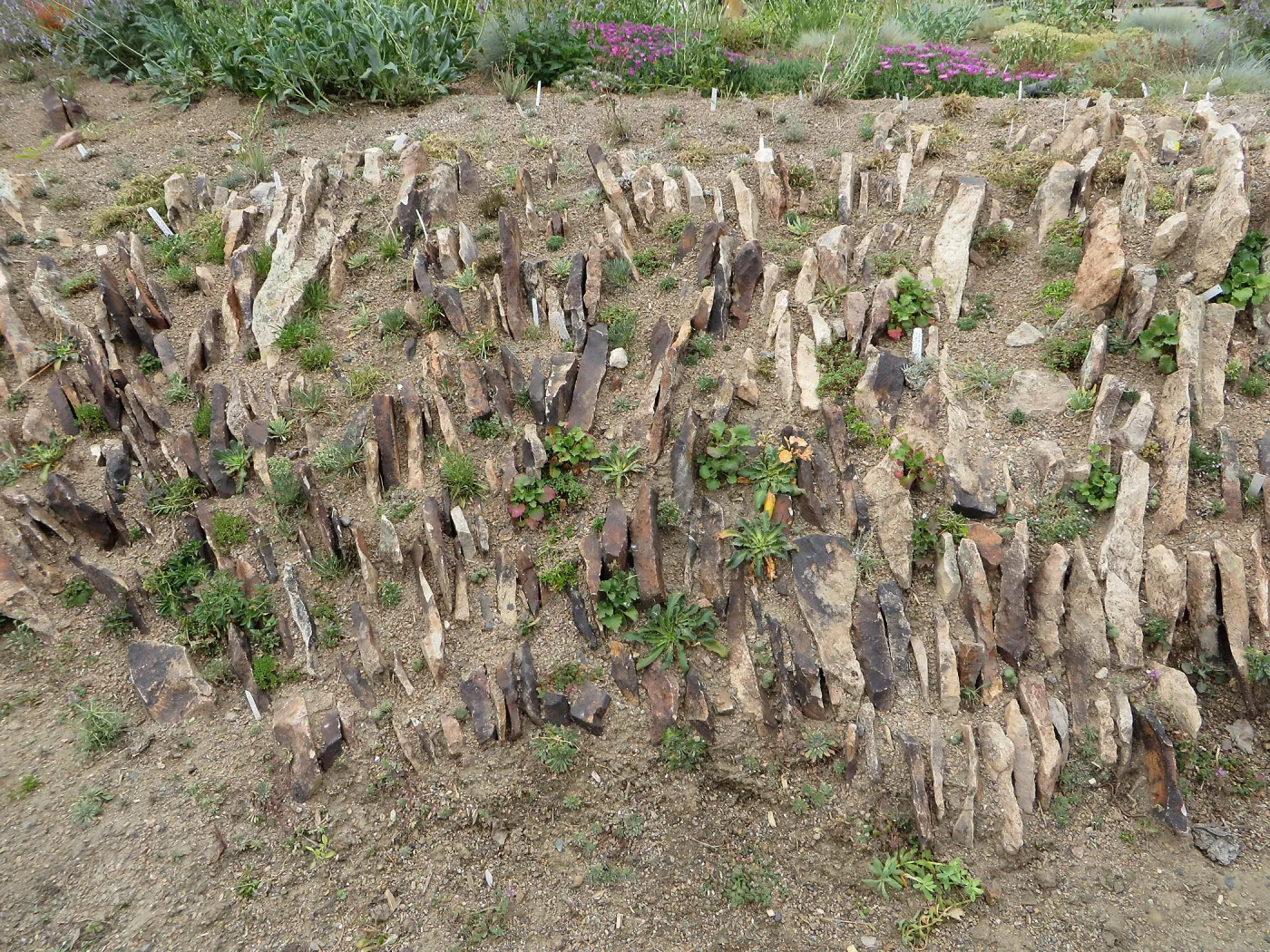 Denver Botanic Garden, APGA meeting, Lewesia 