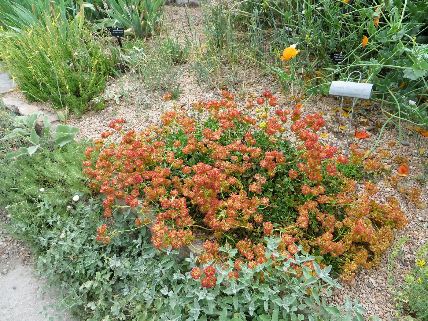 Denver Botanic Garden, APGA meeting, Eriogonum umbellatum v. Porterii