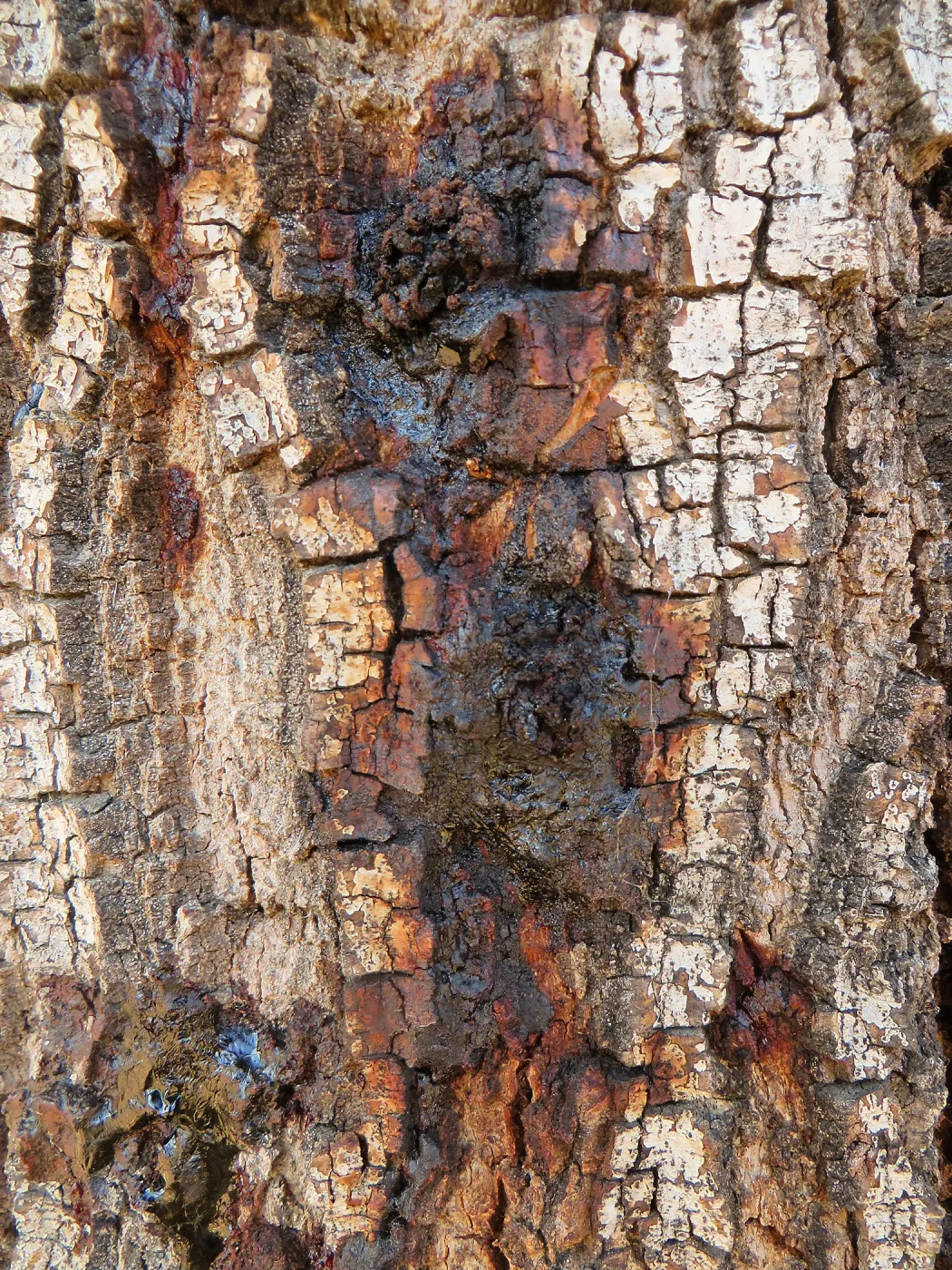 New Meadow Coast Live Oak showing Foamy Bark Canker Disease