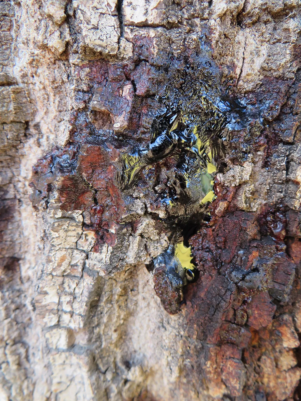 New Meadow Coast Live Oak showing Foamy Bark Canker Disease