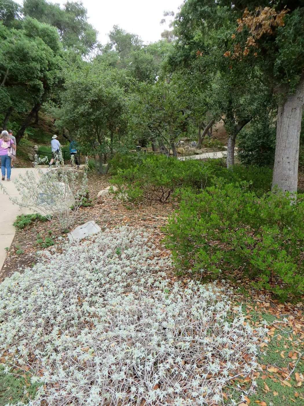 Santa Barbara County Bowl garden, designed by Susan van Atta