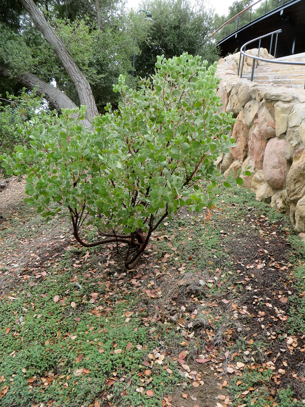Santa Barbara County Bowl garden, designed by Susan van Atta. Arctostaphylos (Manzanita)
