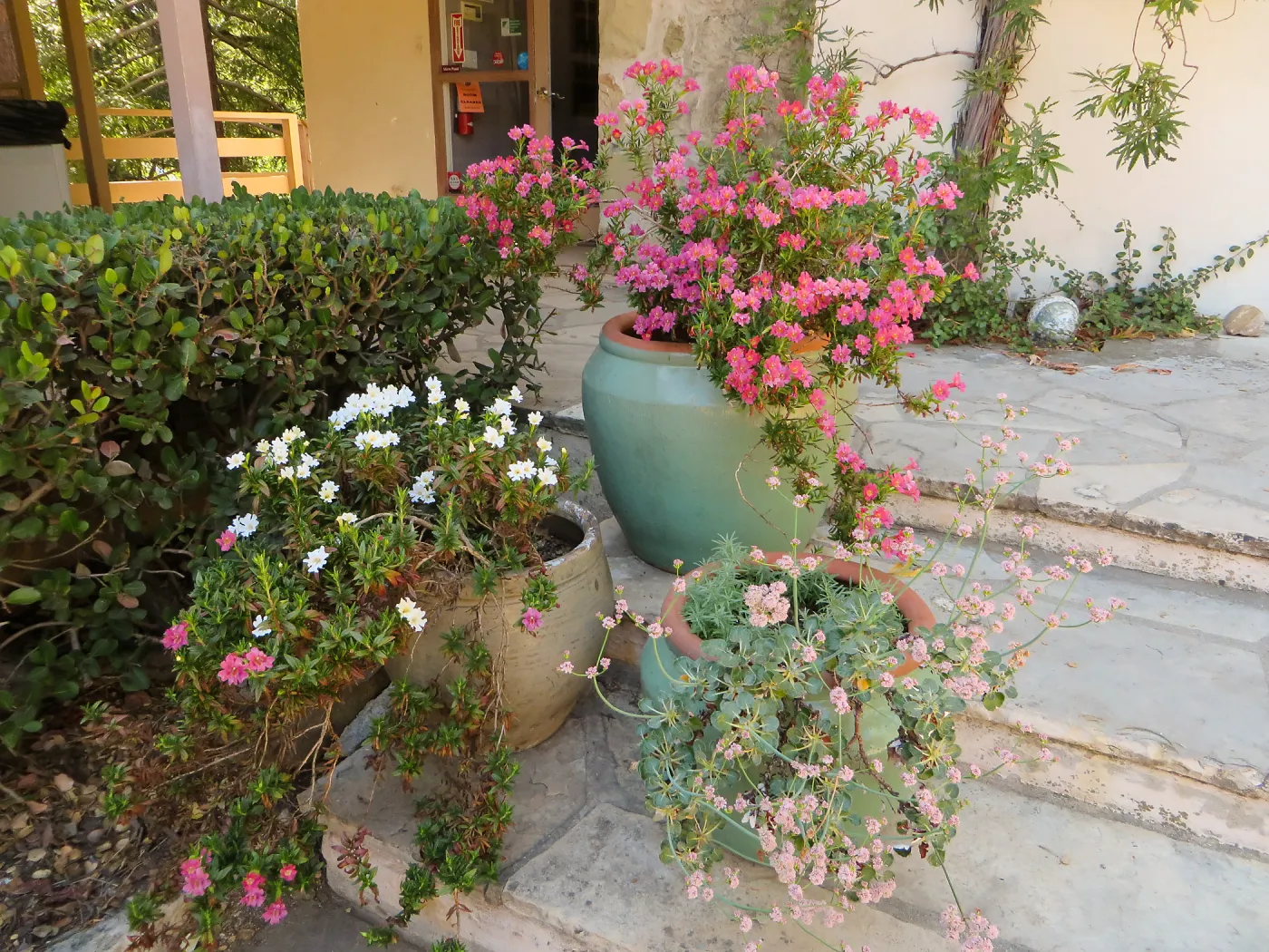 Mimulus varieties and Eriogonum in pots on the steps in front of the SBBG library