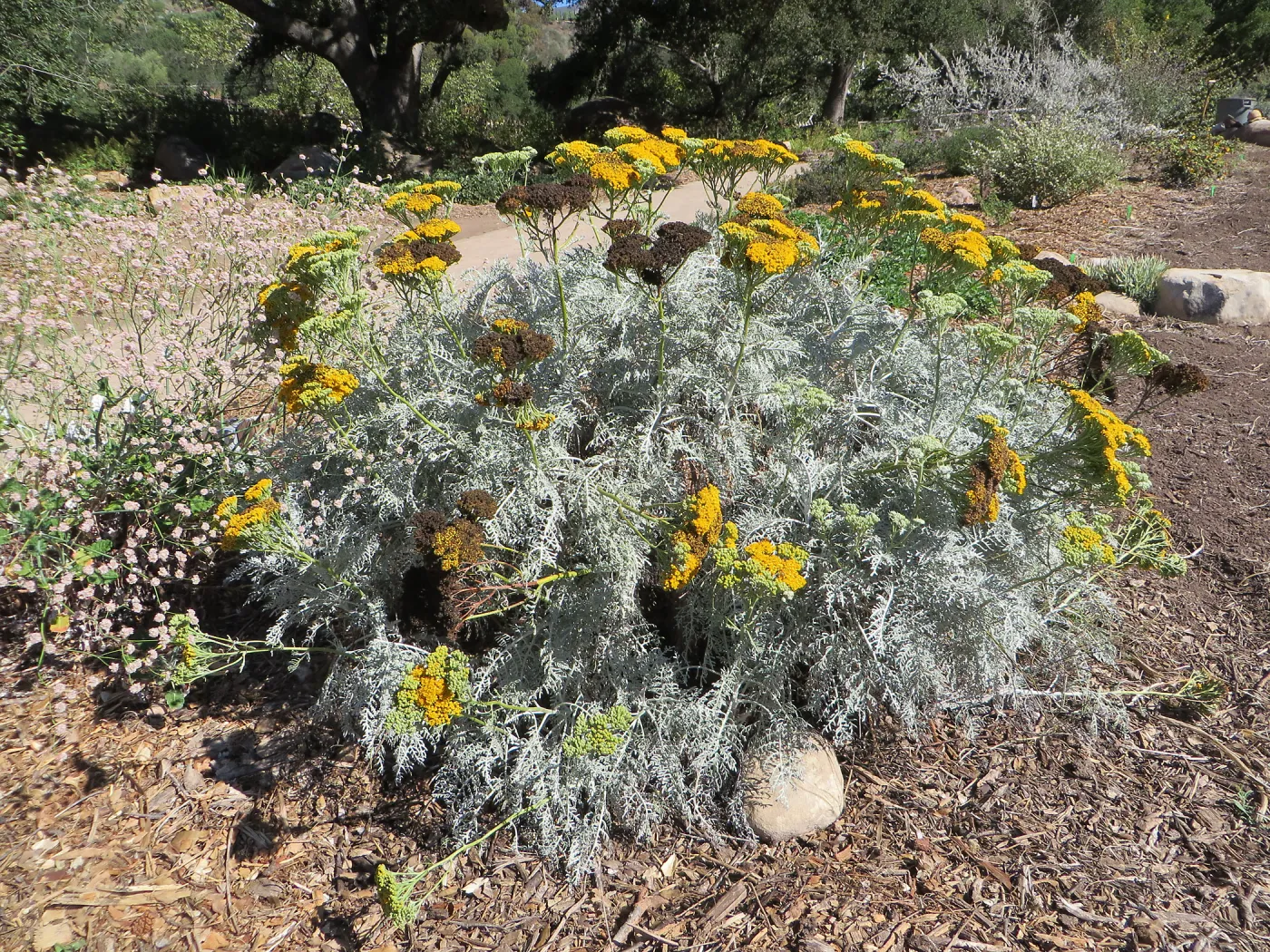 Eriophyllum Canyon Silver