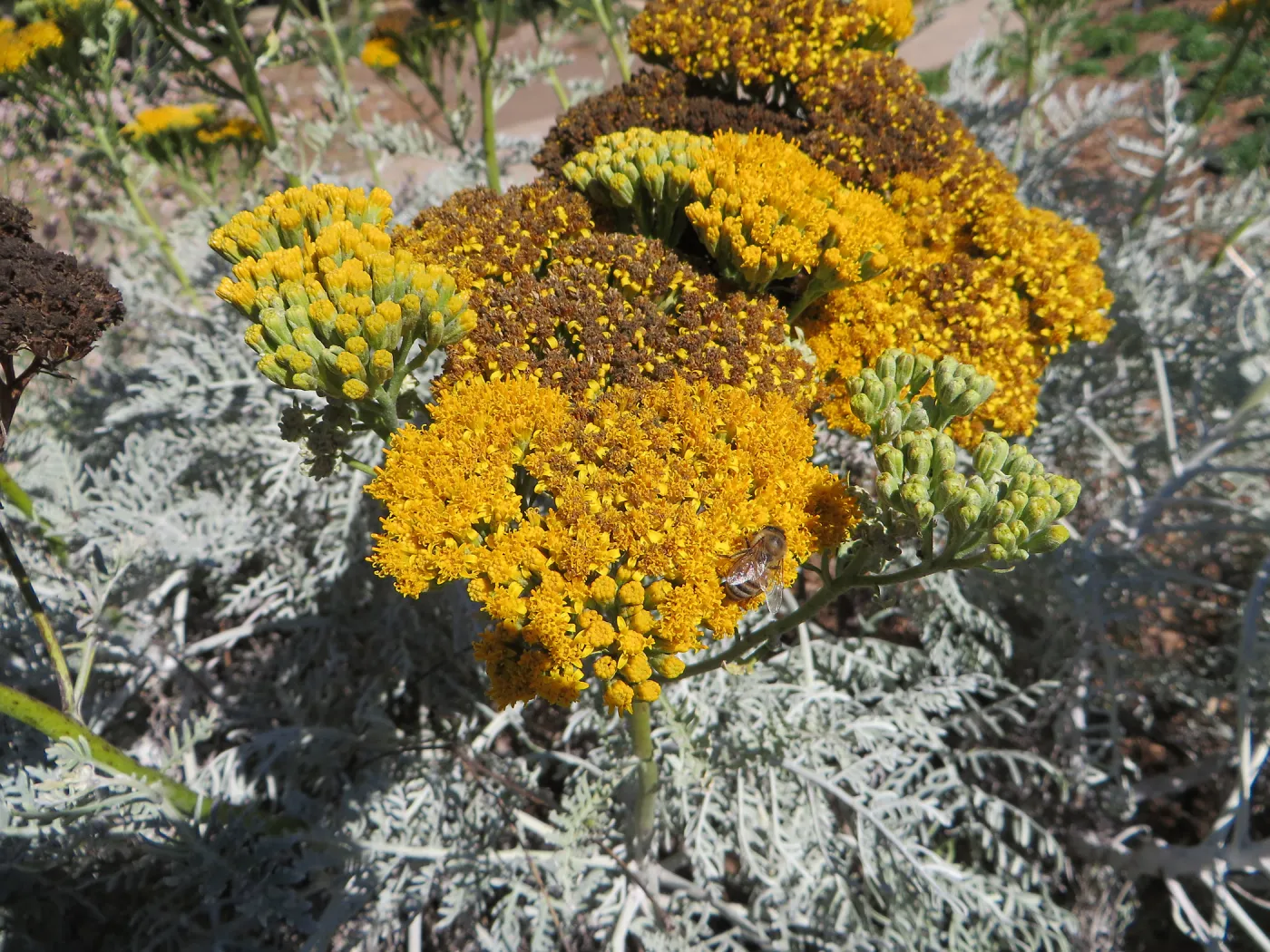 Eriophyllum Canyon Silver