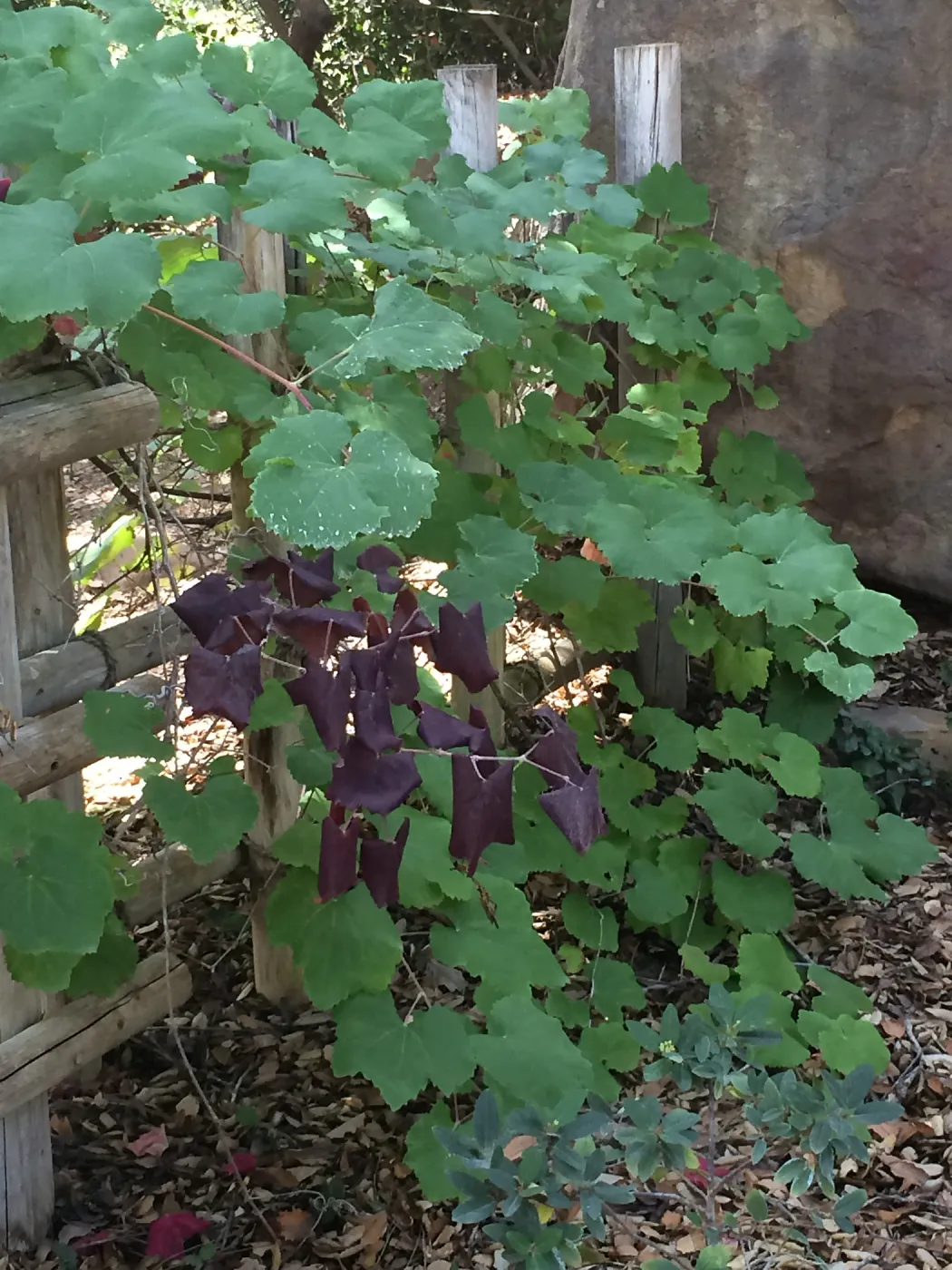 SBBG Tea House, Grape vine with unusual burgundy foliage