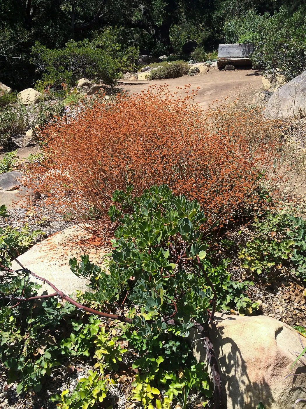 SBBG, Eriogonum (Buckwheat) & Arctostaphylos (Manzanita)