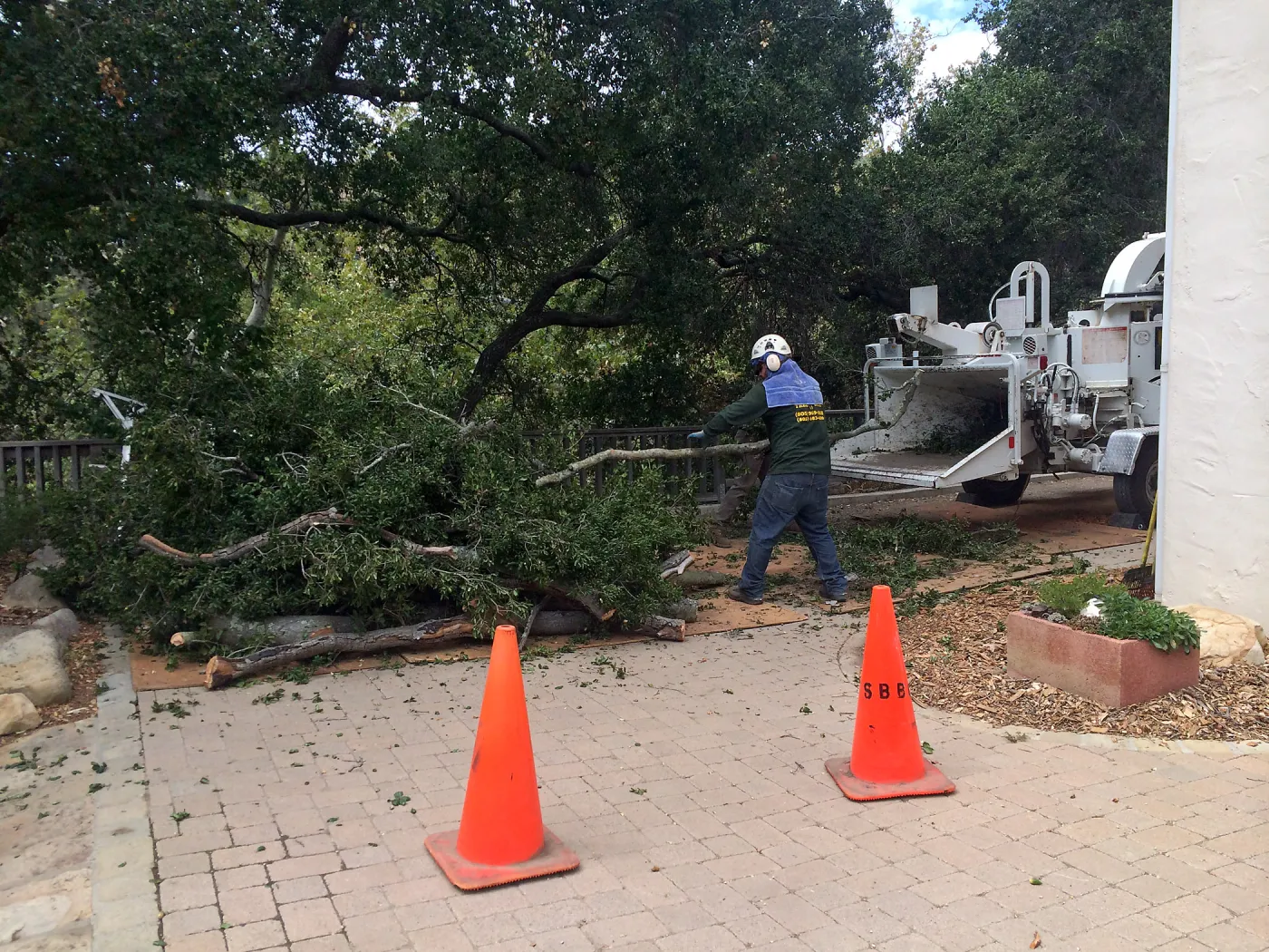SBBG, removal of fire damage oak, Home Demo Garden