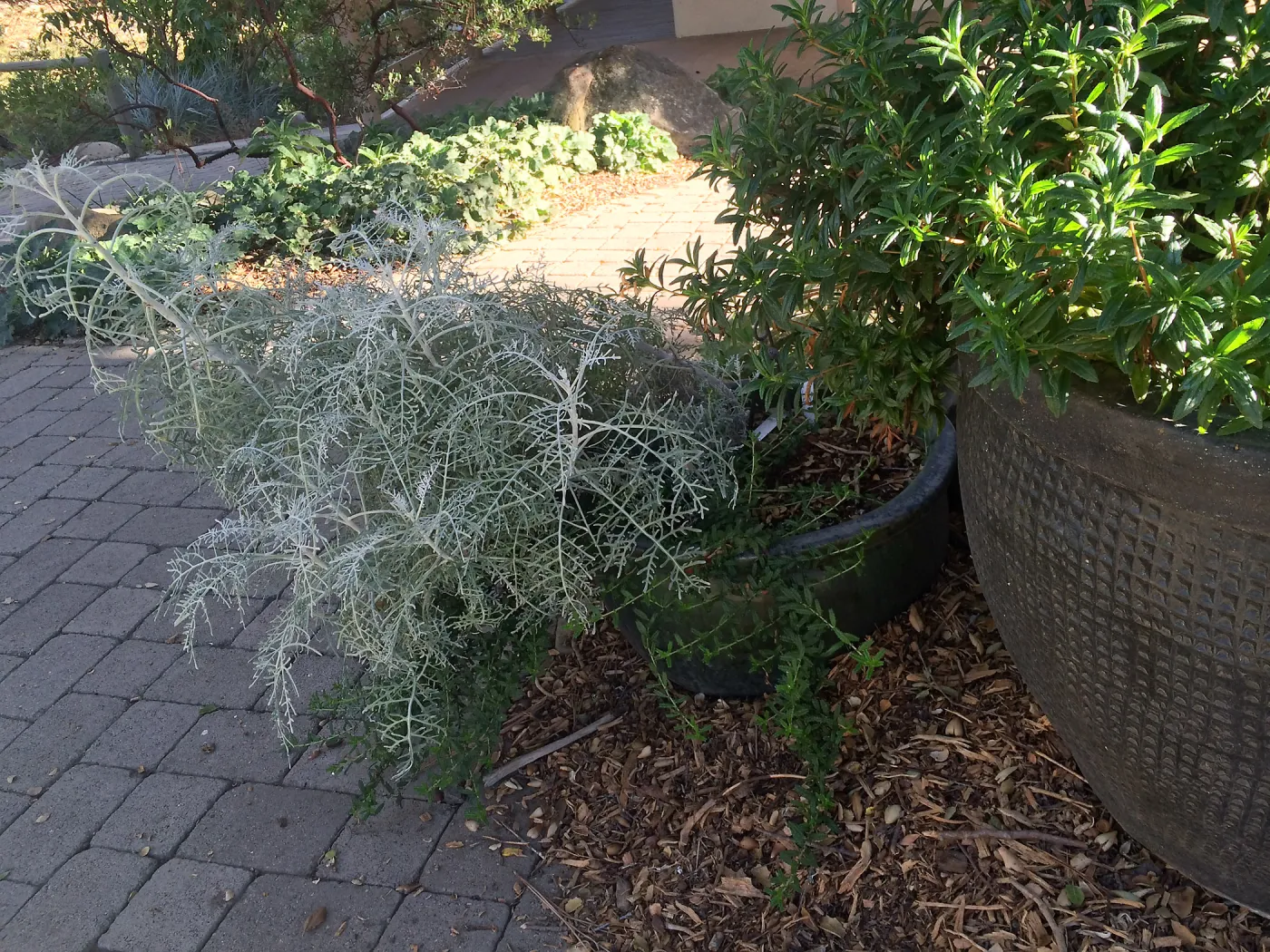 Eriophyllum Canyon Silver