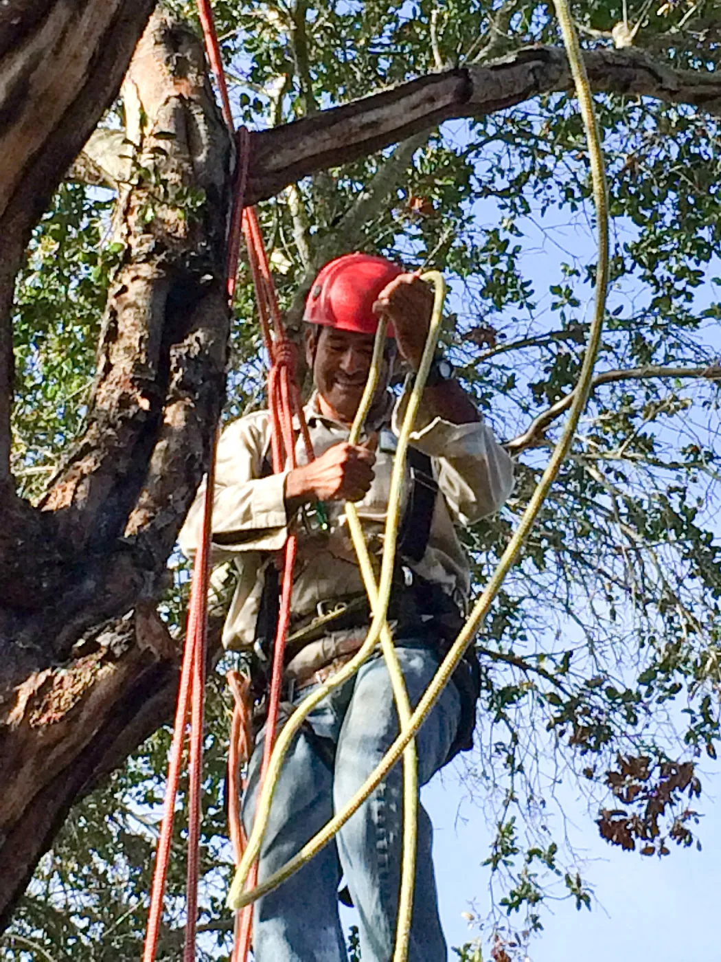 Removal of fire damaged oak behind Home Demo Garden deck. Manuel Gonzales