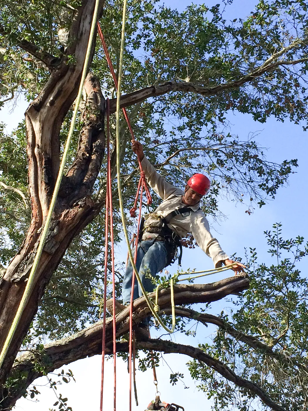 Removal of fire damaged oak behind Home Demo Garden deck. Manuel Gonzales