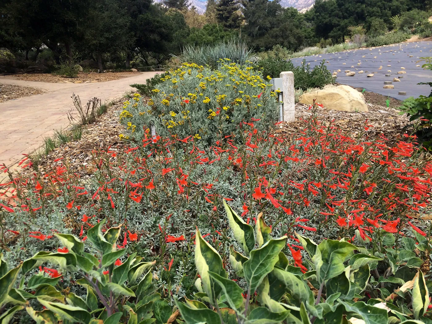 Meadow border with Epilobium and Perityle