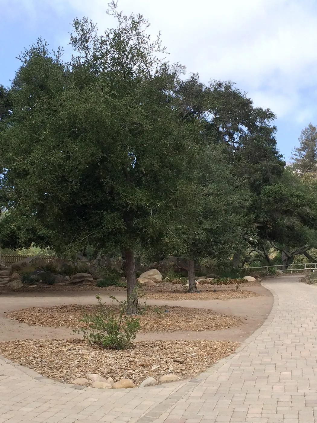 Quercus agrifolia (Coastal Live Oak), progress of newly planted trees