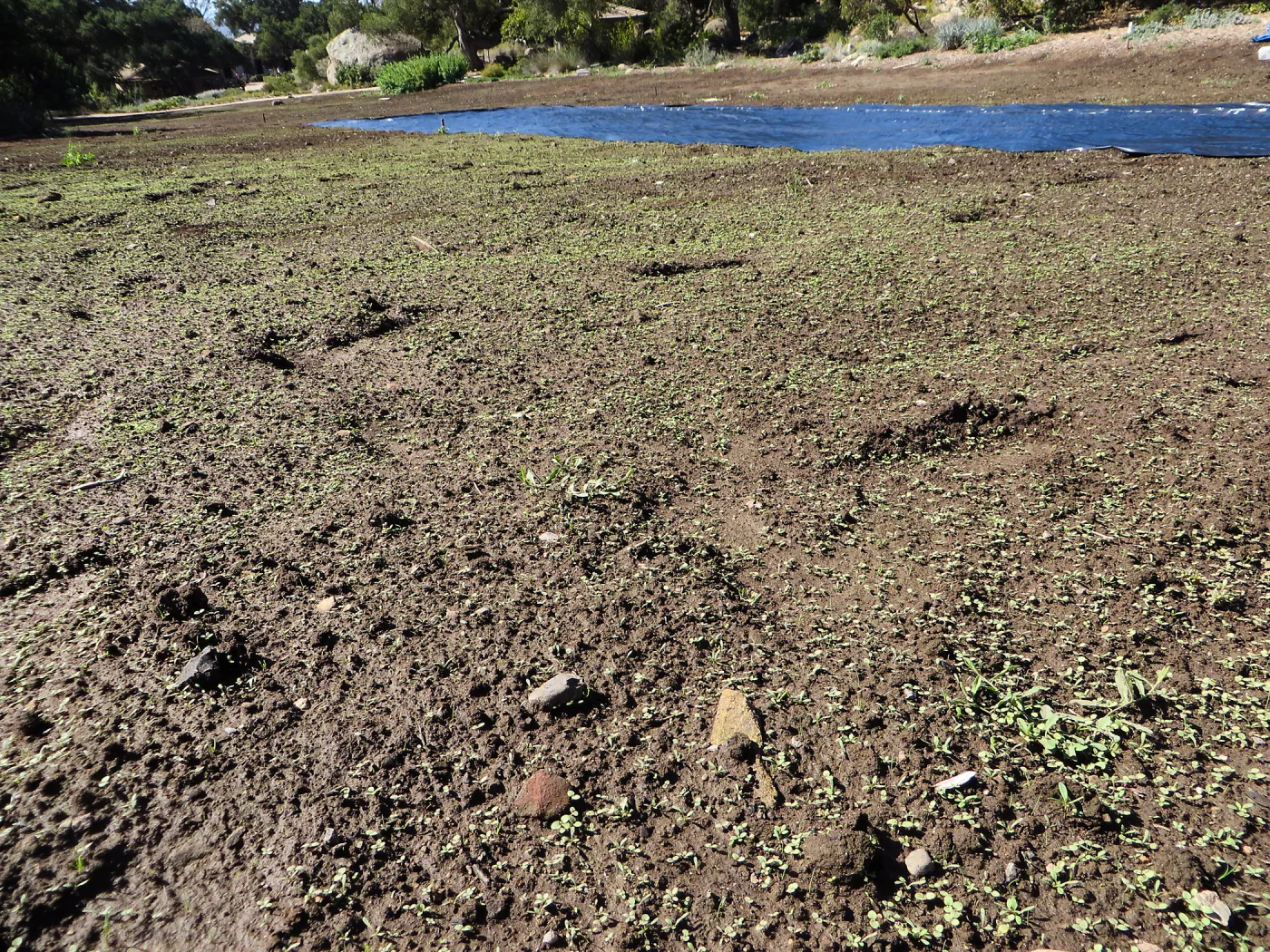 Meadow before solarization