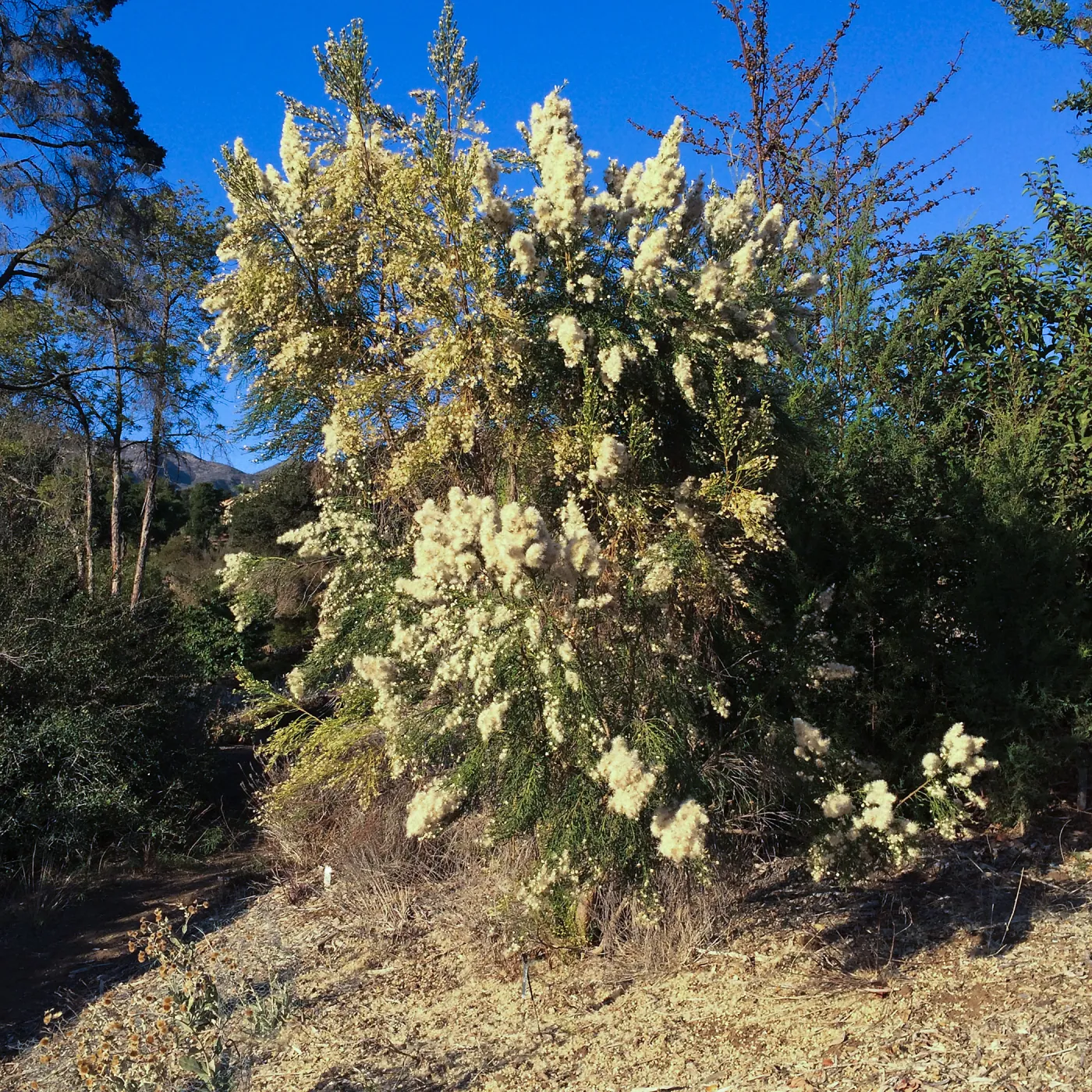 Baccharis sarothroides