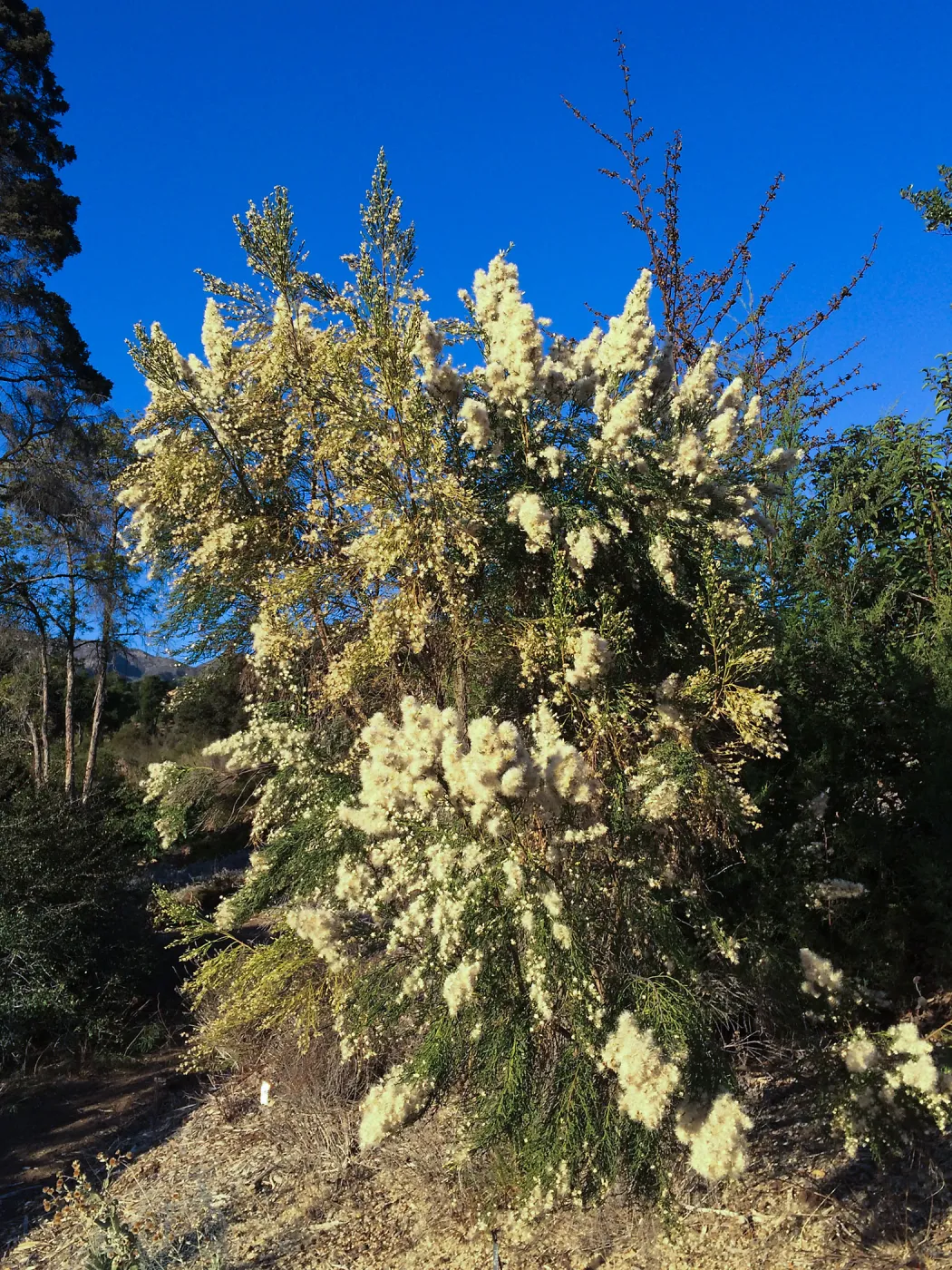 Baccharis sarothroides