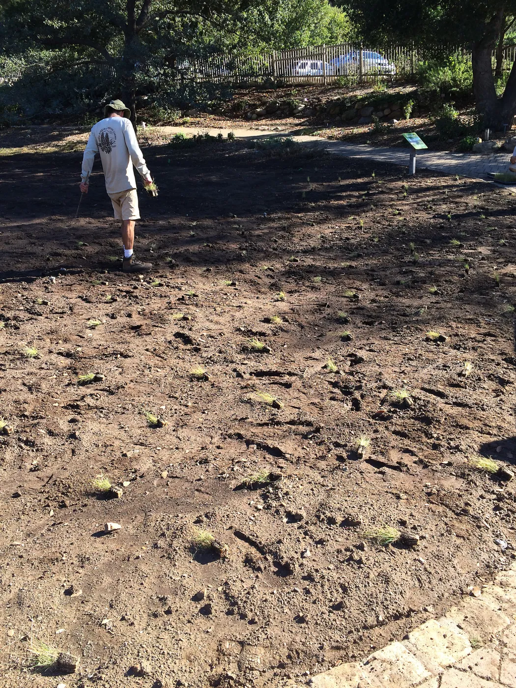 Planting Bouteloua gracilis in the Meadow after solarization