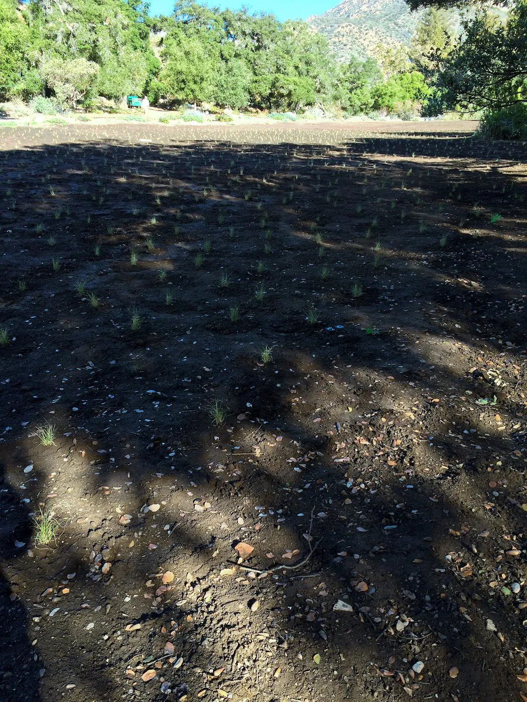 Planting Bouteloua gracilis in the Meadow after solarization