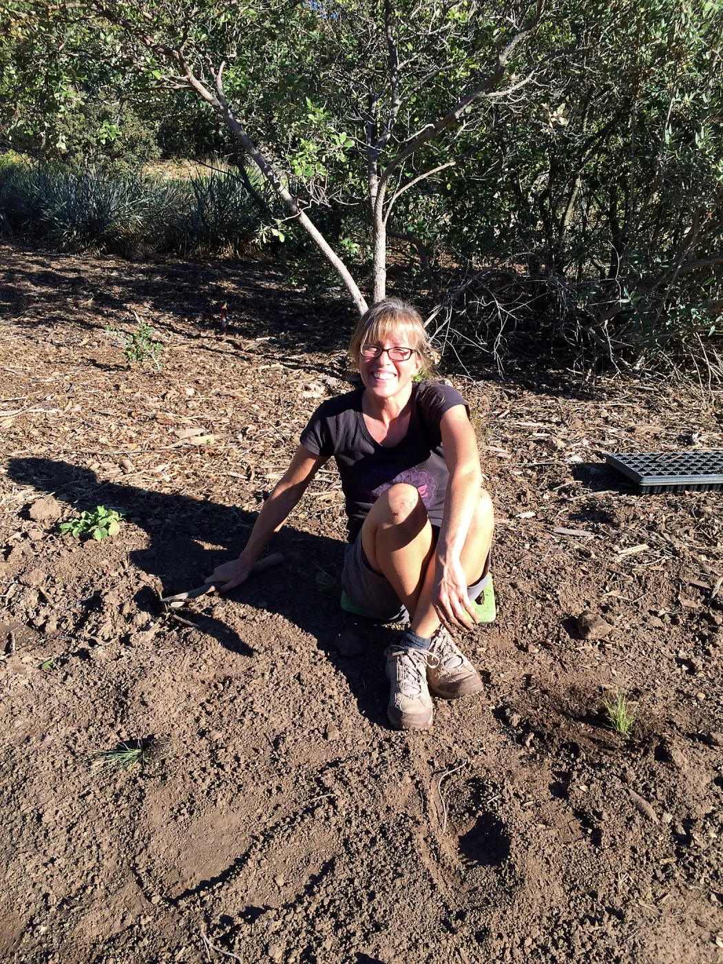 Planting Bouteloua gracilis in the Meadow after solarization, Anne Mcinerny