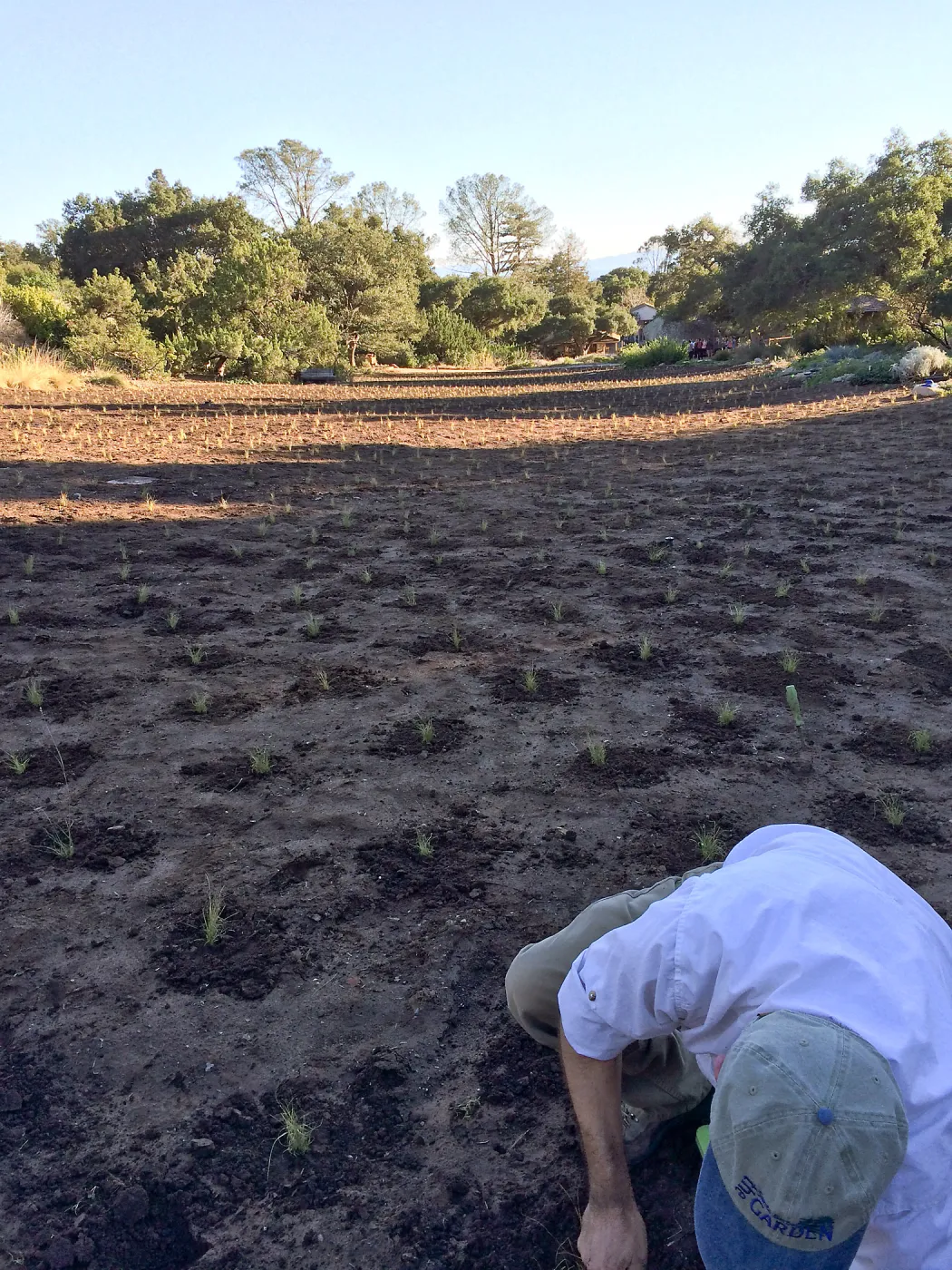 Planting Bouteloua gracilis in the Meadow after solarization. Steve Windhager