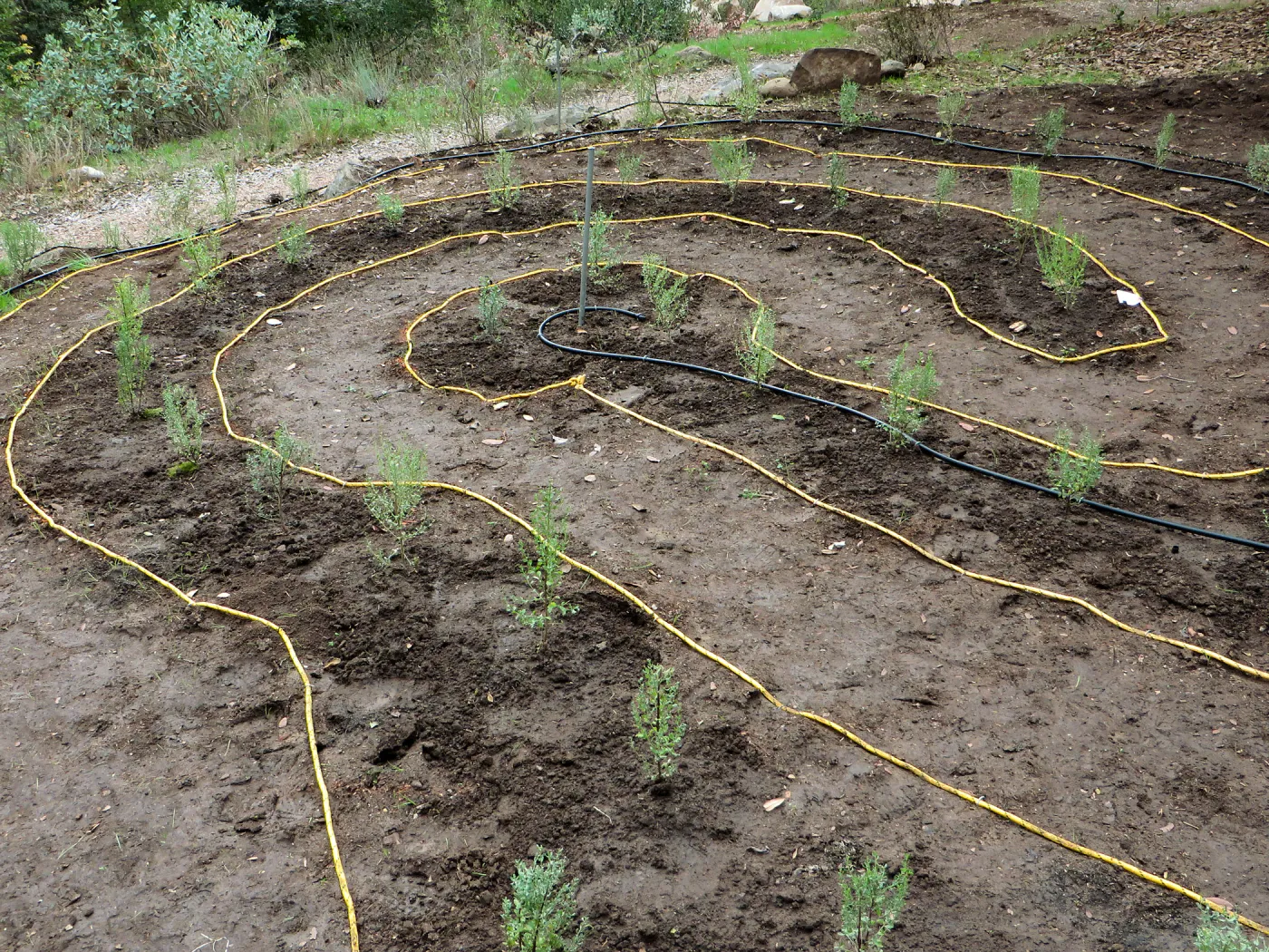 Newly planted Maze