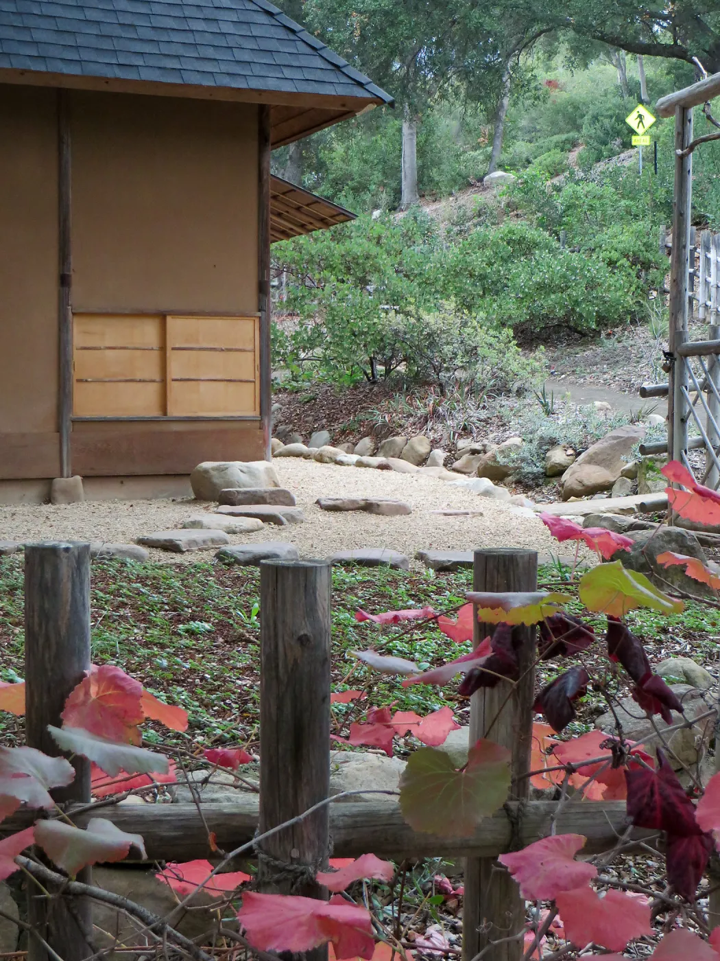 Grape vine at Tea House