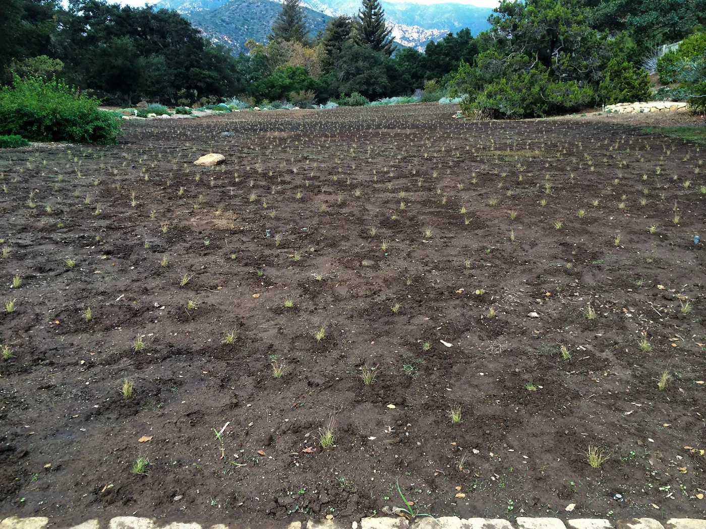 Newly planted Bouteloua gracilis in Meadow