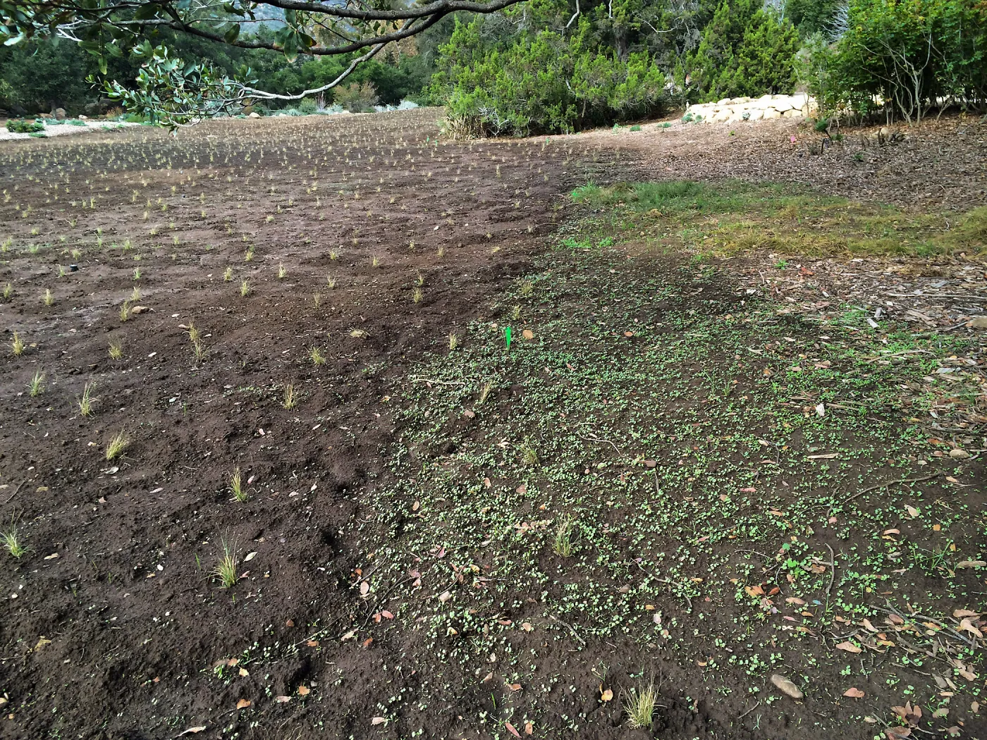 Newly planted Bouteloua gracilis in Meadow