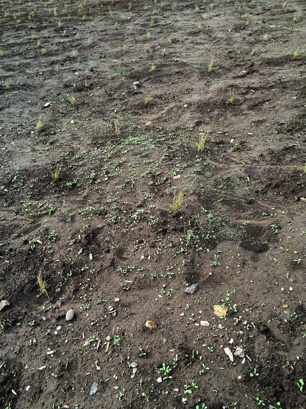 Newly planted Bouteloua gracilis in Meadow