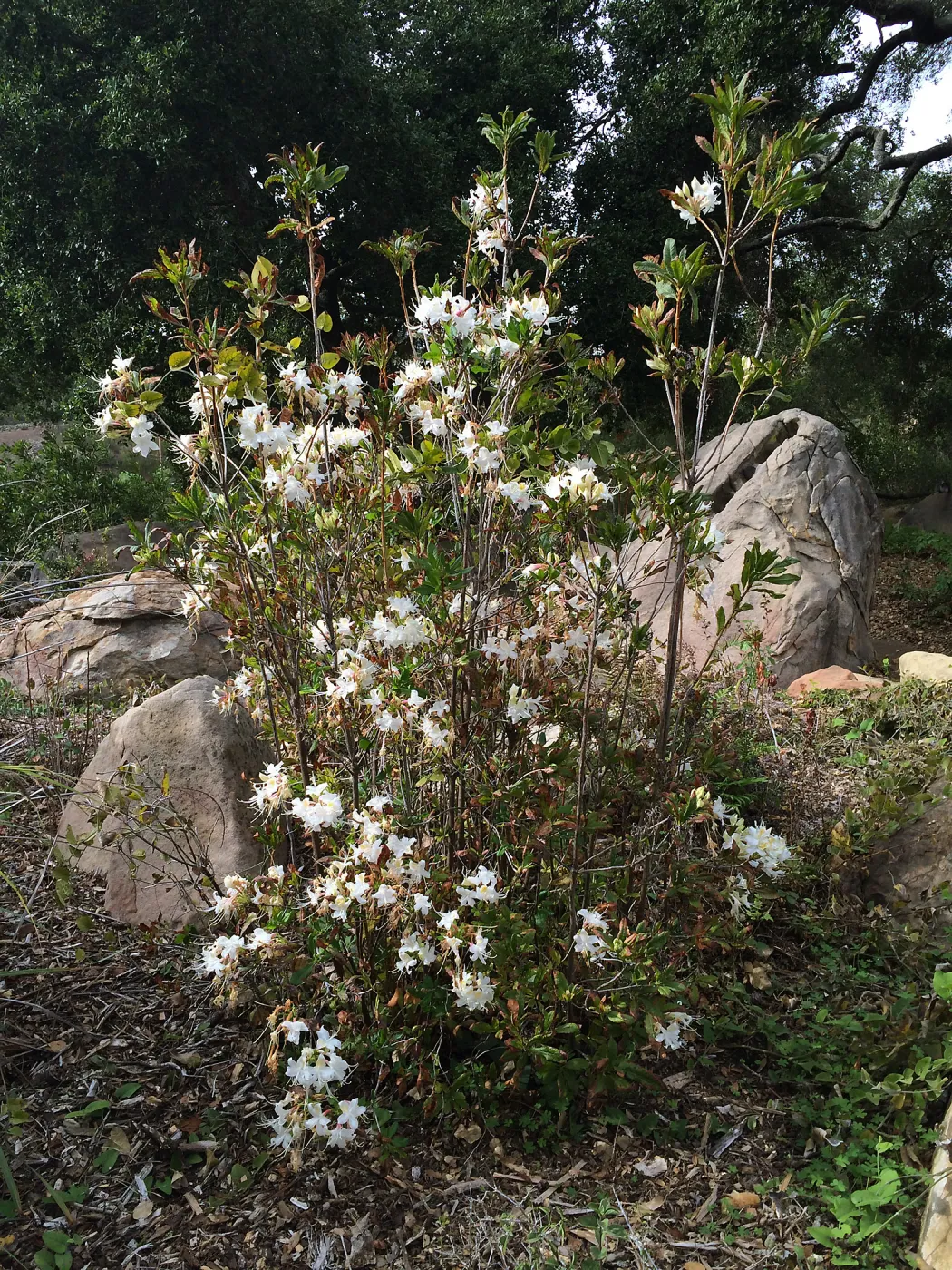 Rhododendron occidentalis blooming at the Pond